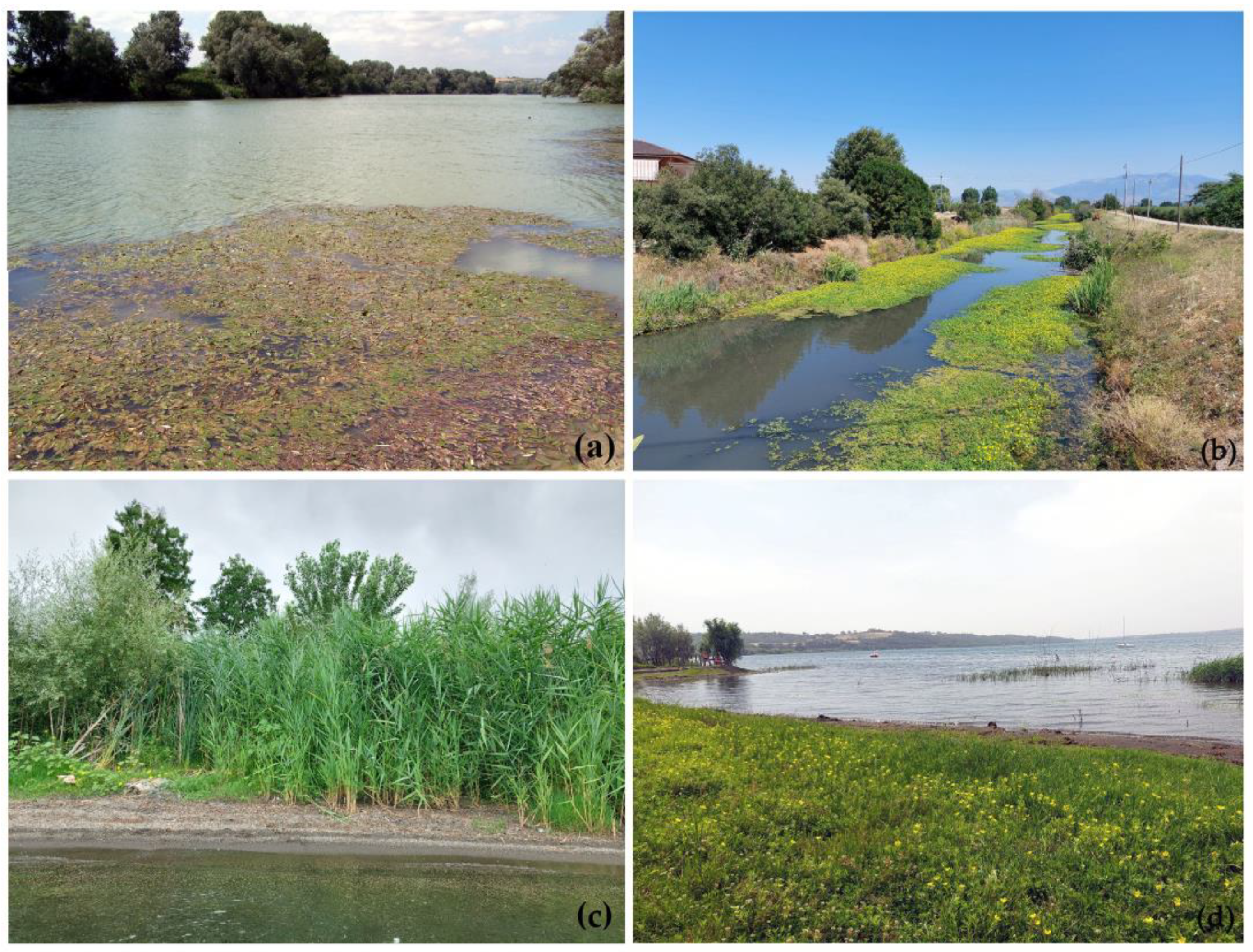 Biology 12 00794 g002 Biology 12 00794 g002