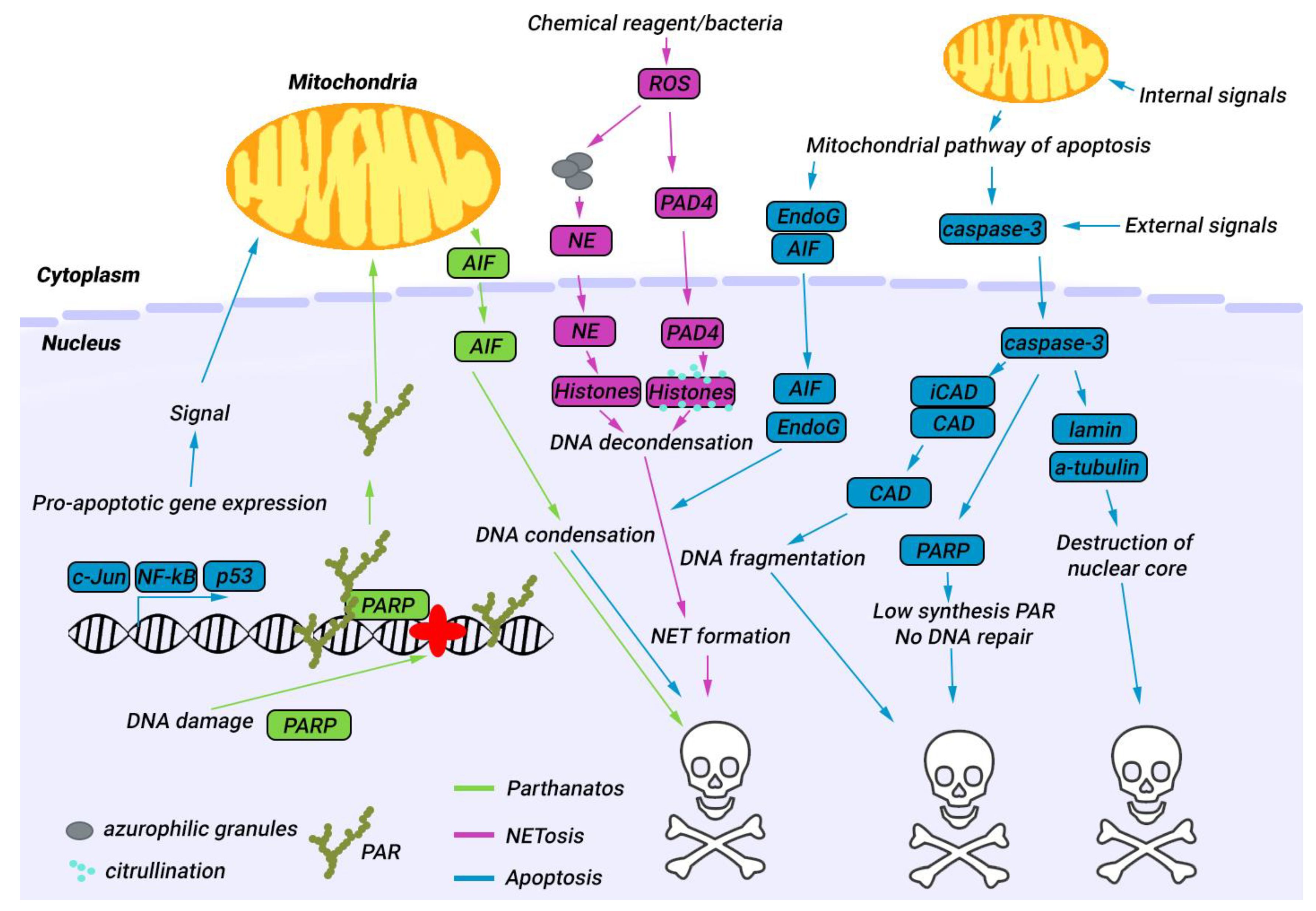 Biology 12 00797 g001 Biology 12 00797 g001