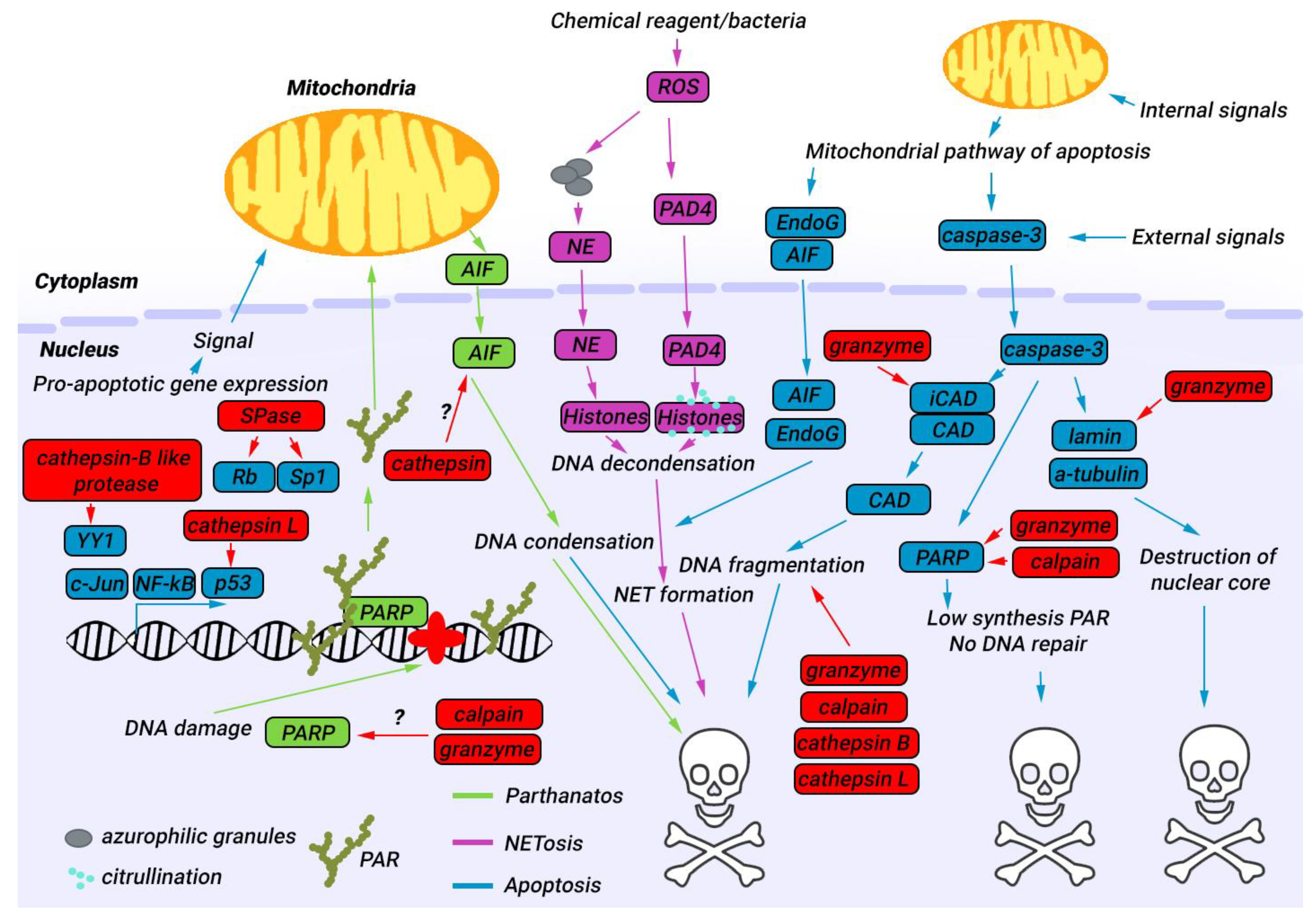 Biology 12 00797 g002 Biology 12 00797 g002