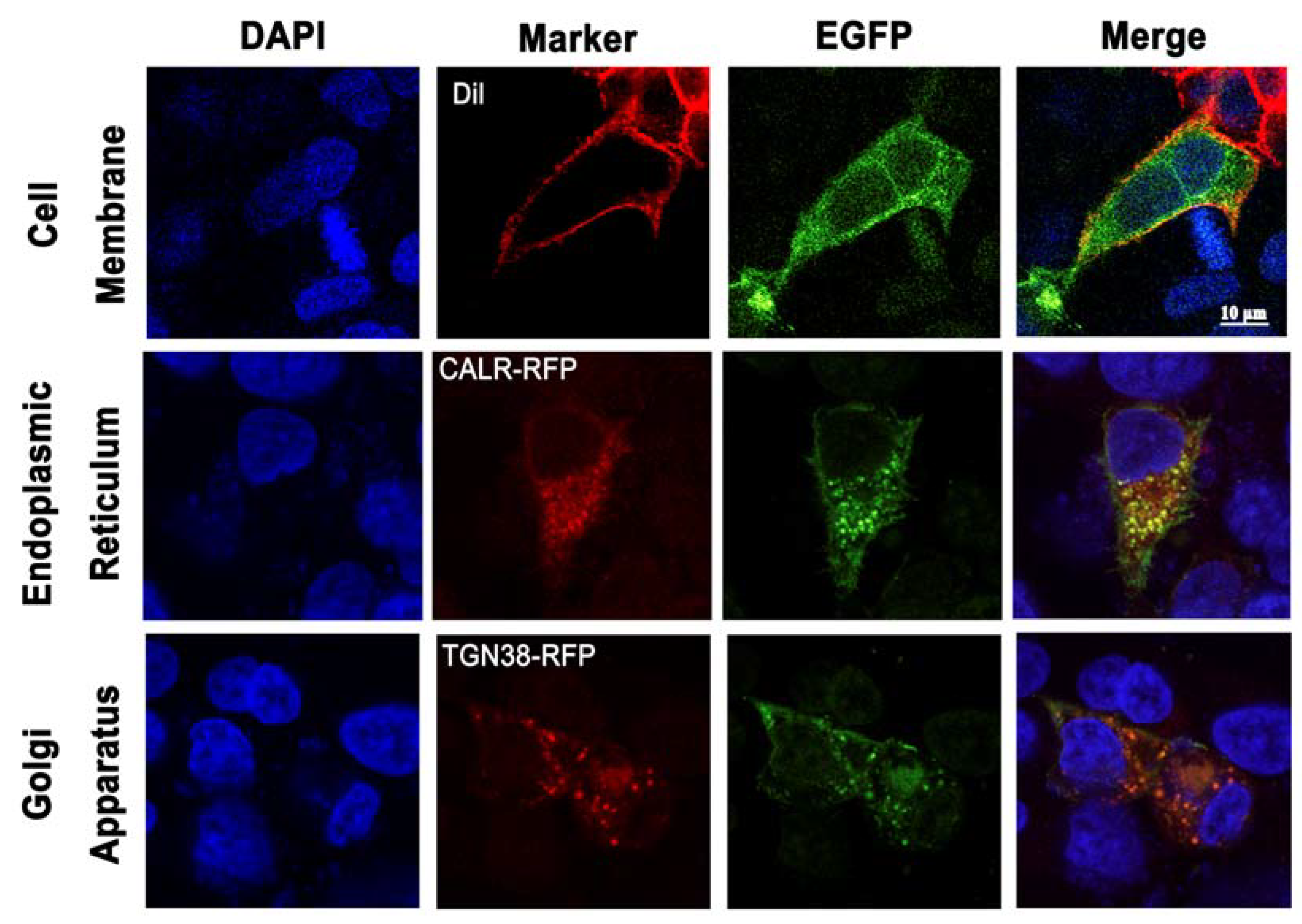 Biology 12 00798 g004