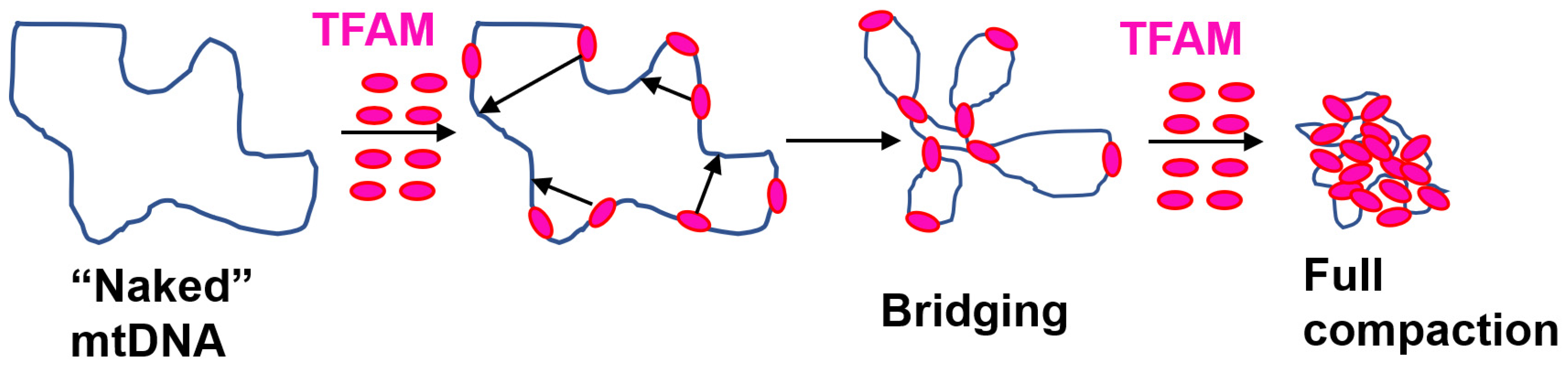 Biology 12 00823 g005 Biology 12 00823 g005