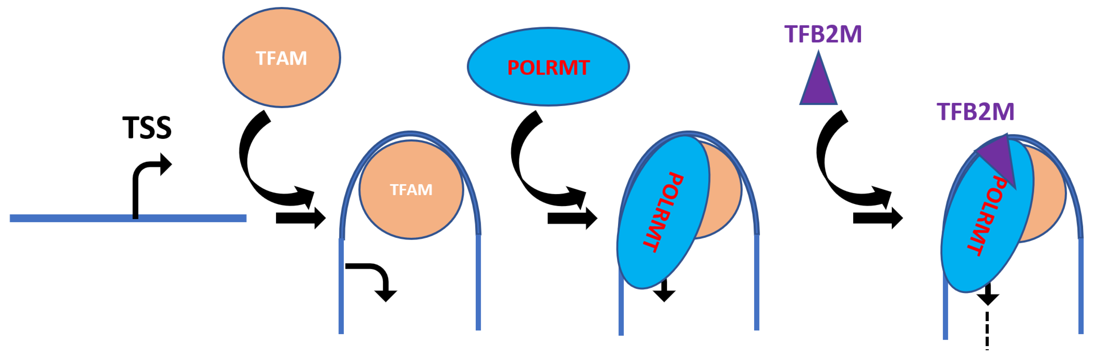 Biology 12 00823 g006 Biology 12 00823 g006