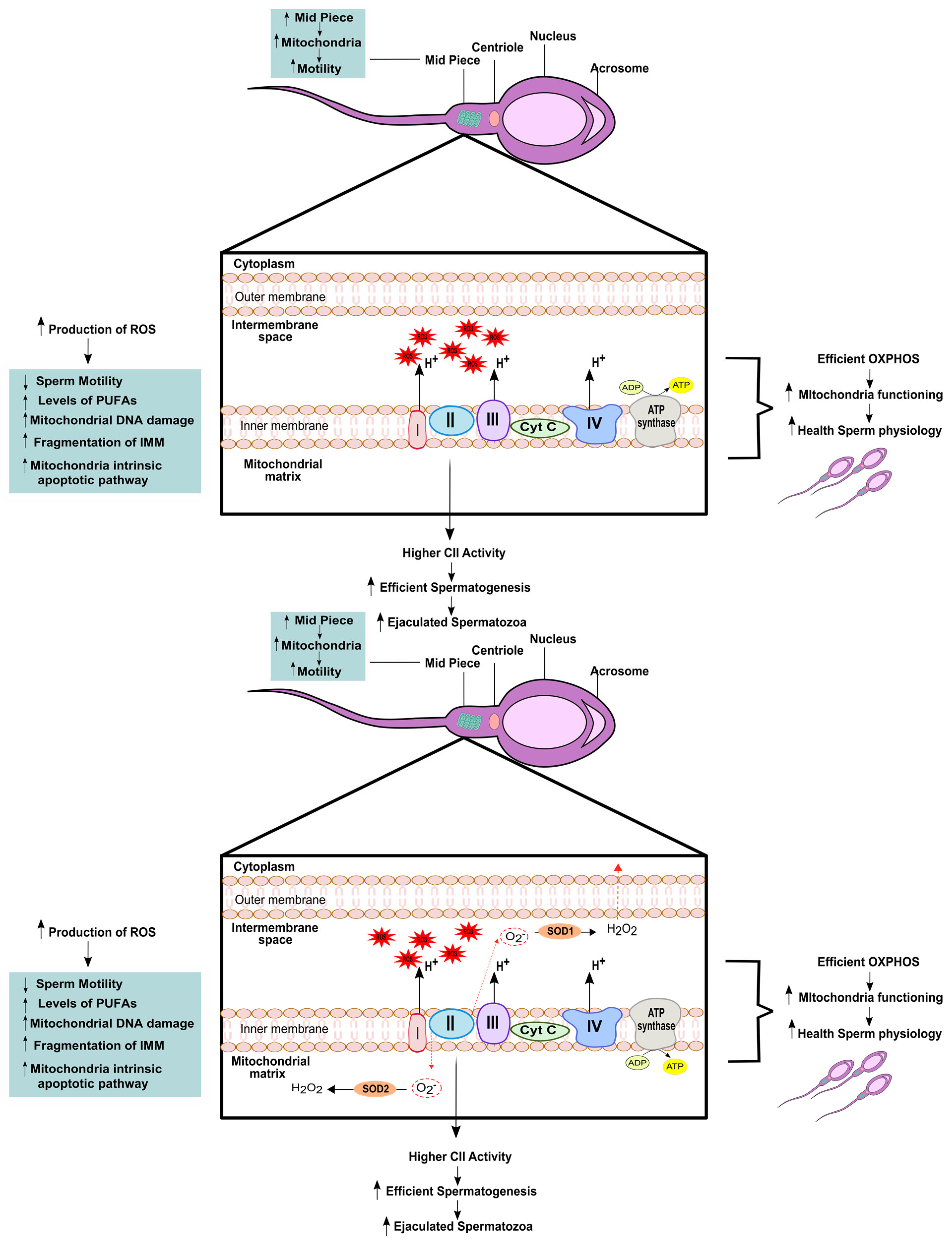 Biology 12 00827 g002 Biology 12 00827 g002