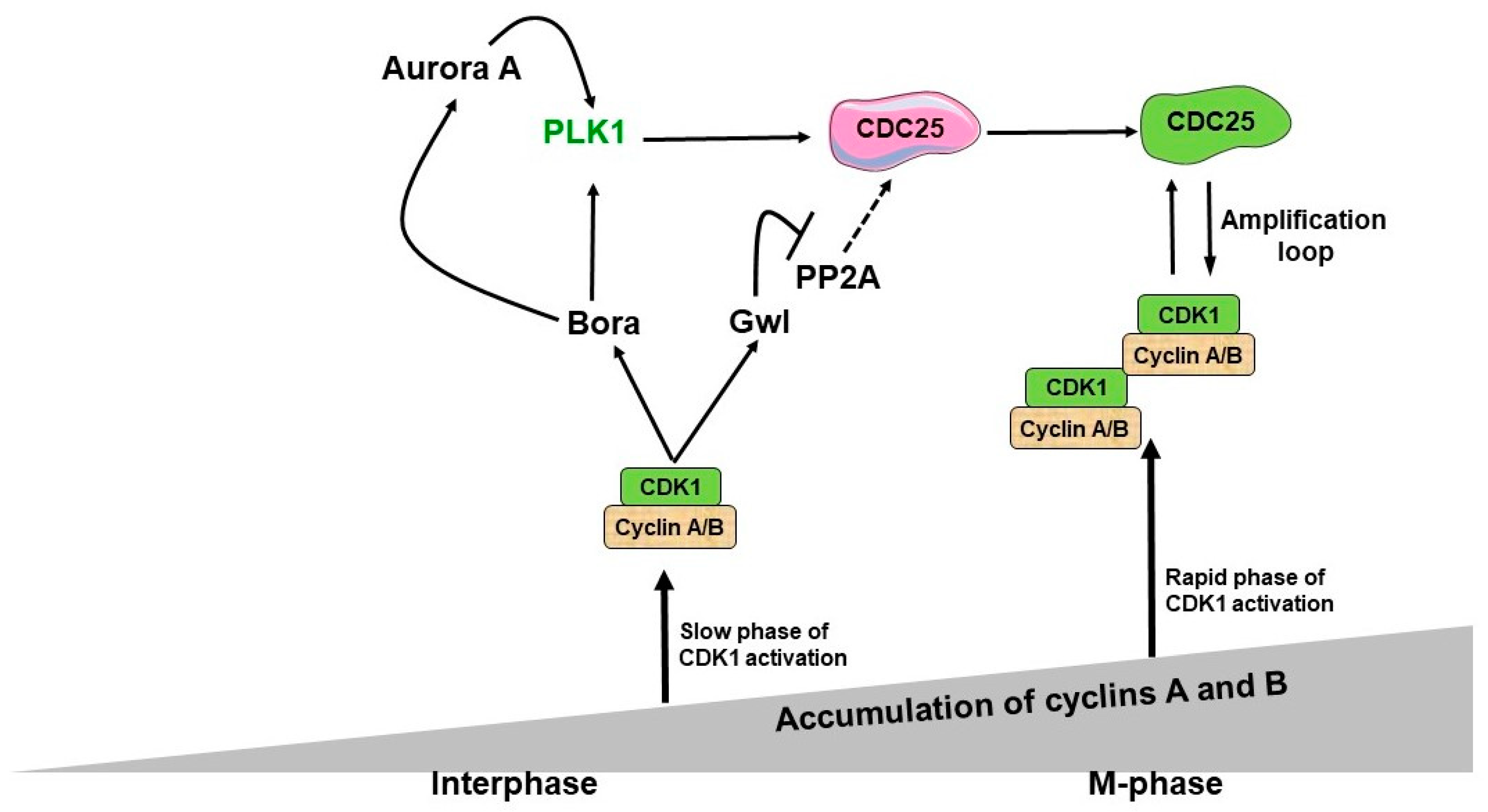 Biology 12 00855 g001