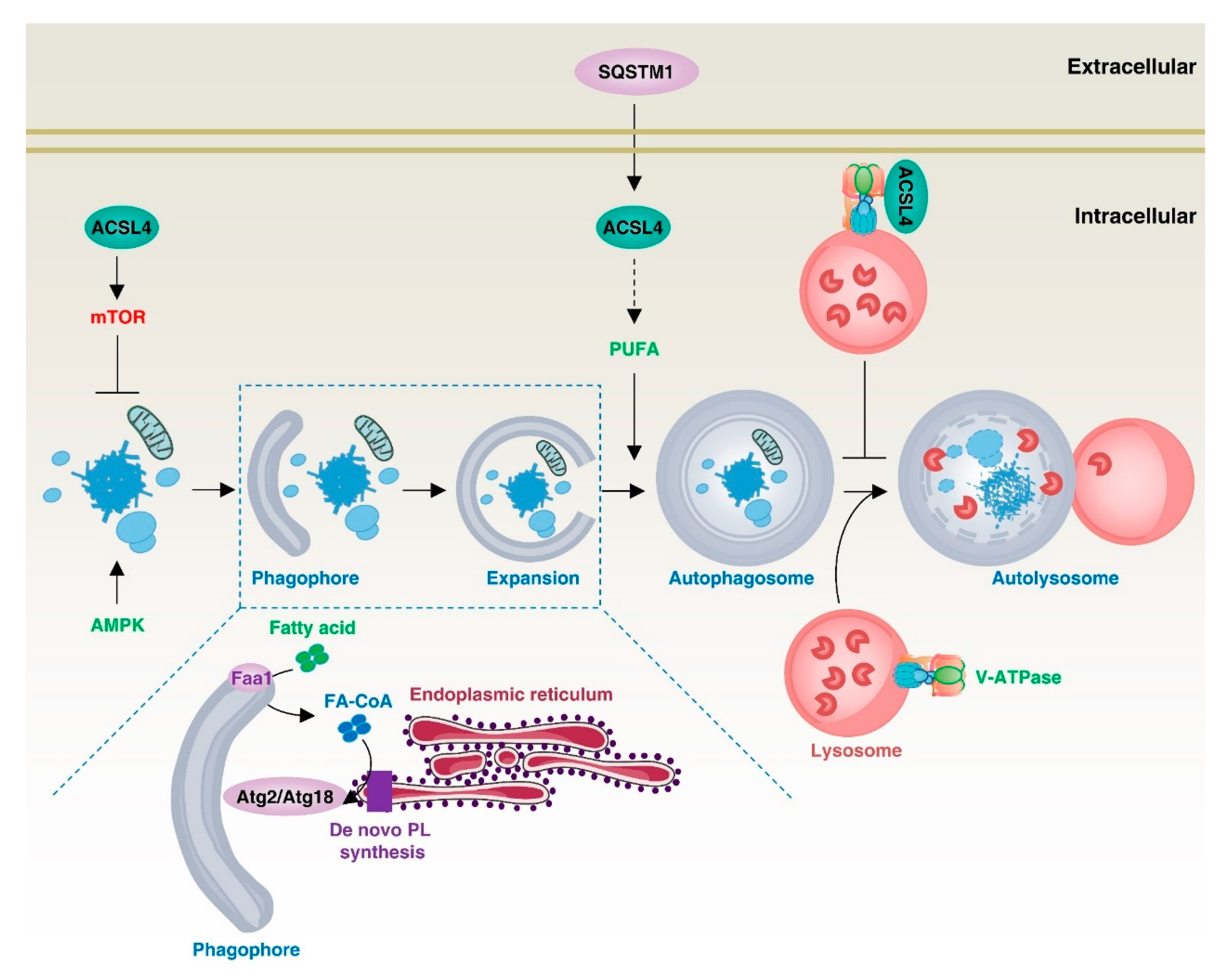 Biology 12 00864 g007