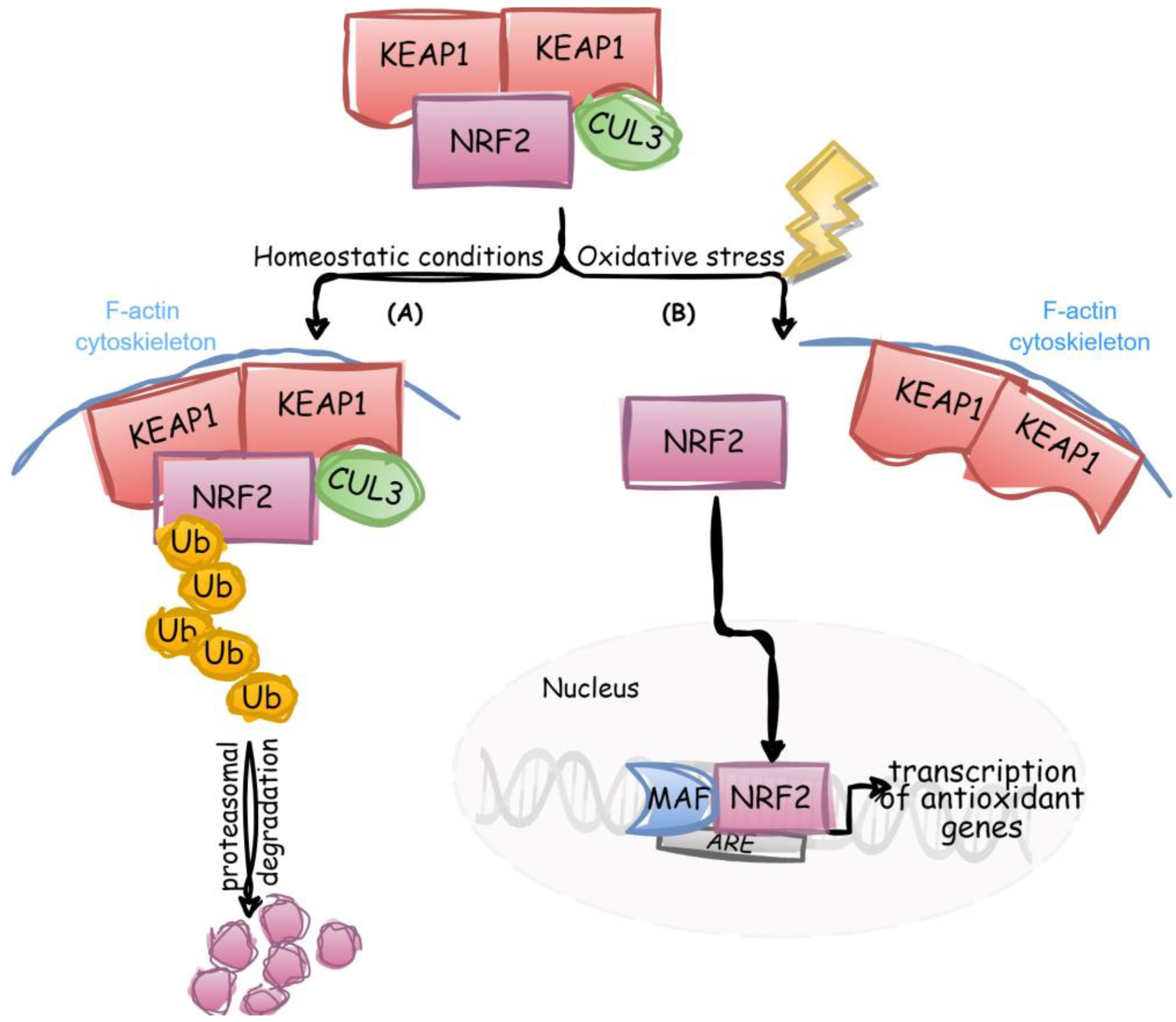 Biology 12 00875 g001 Biology 12 00875 g001