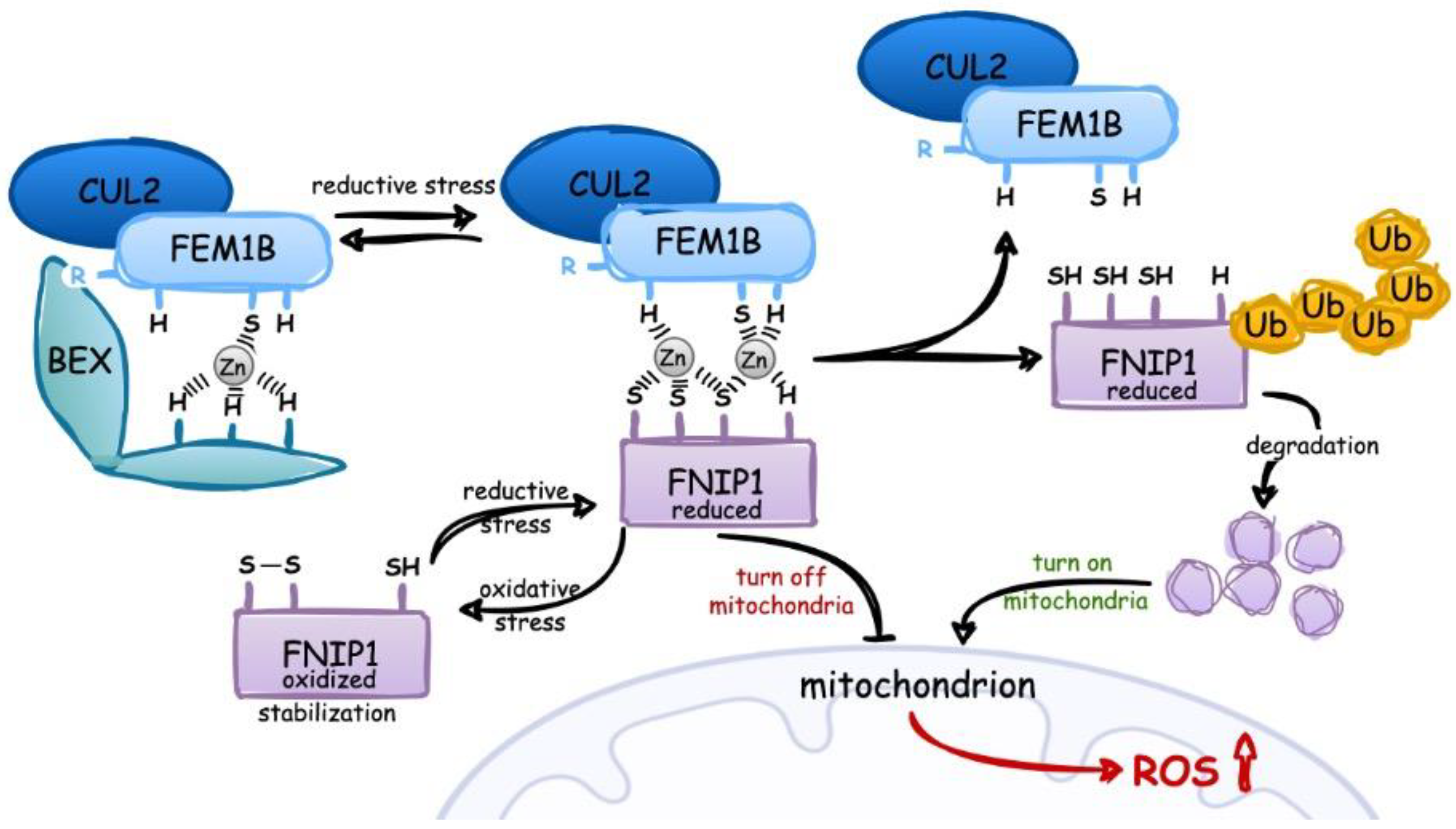 Biology 12 00875 g002 Biology 12 00875 g002