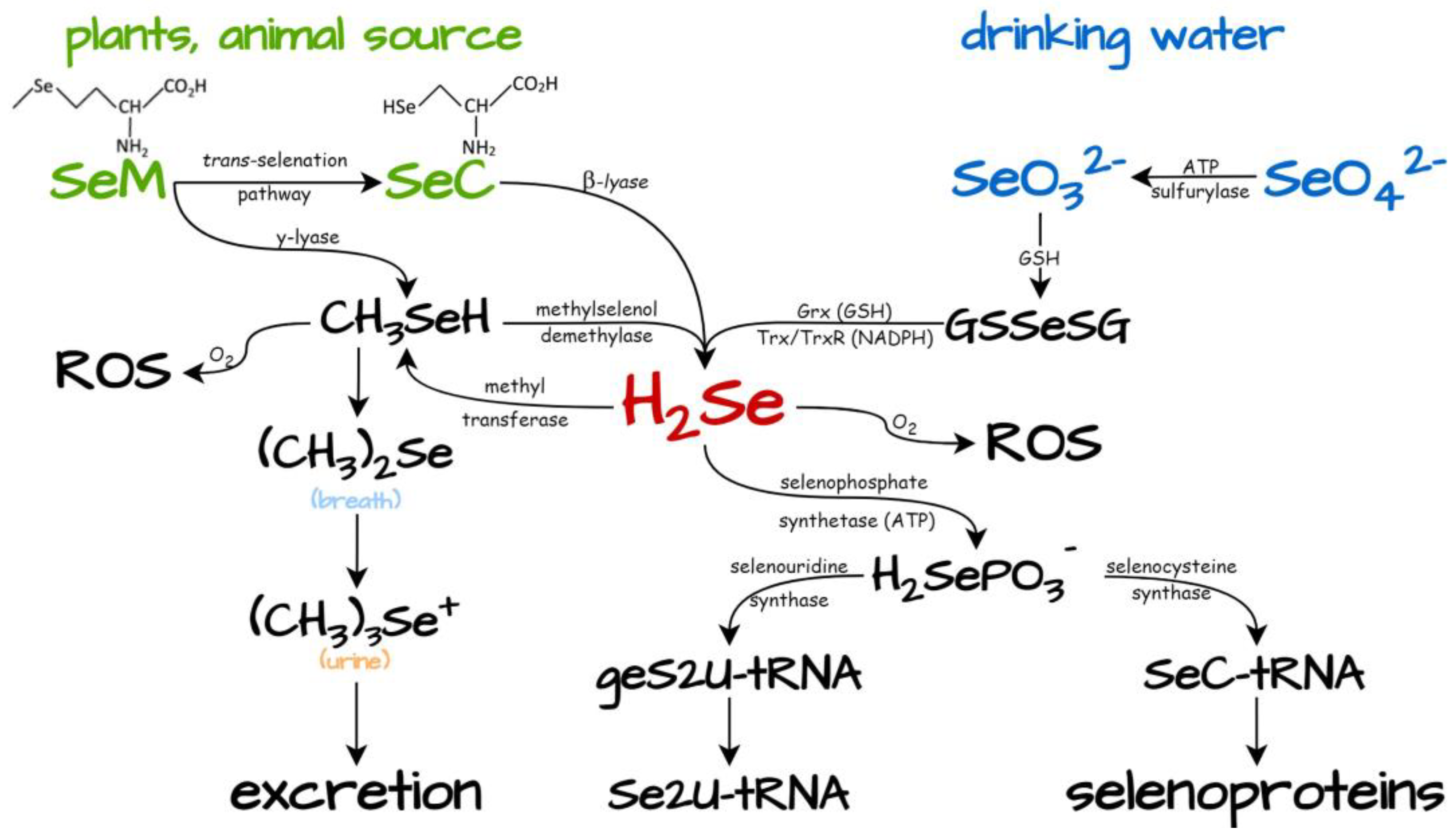 Biology 12 00875 g003 Biology 12 00875 g003