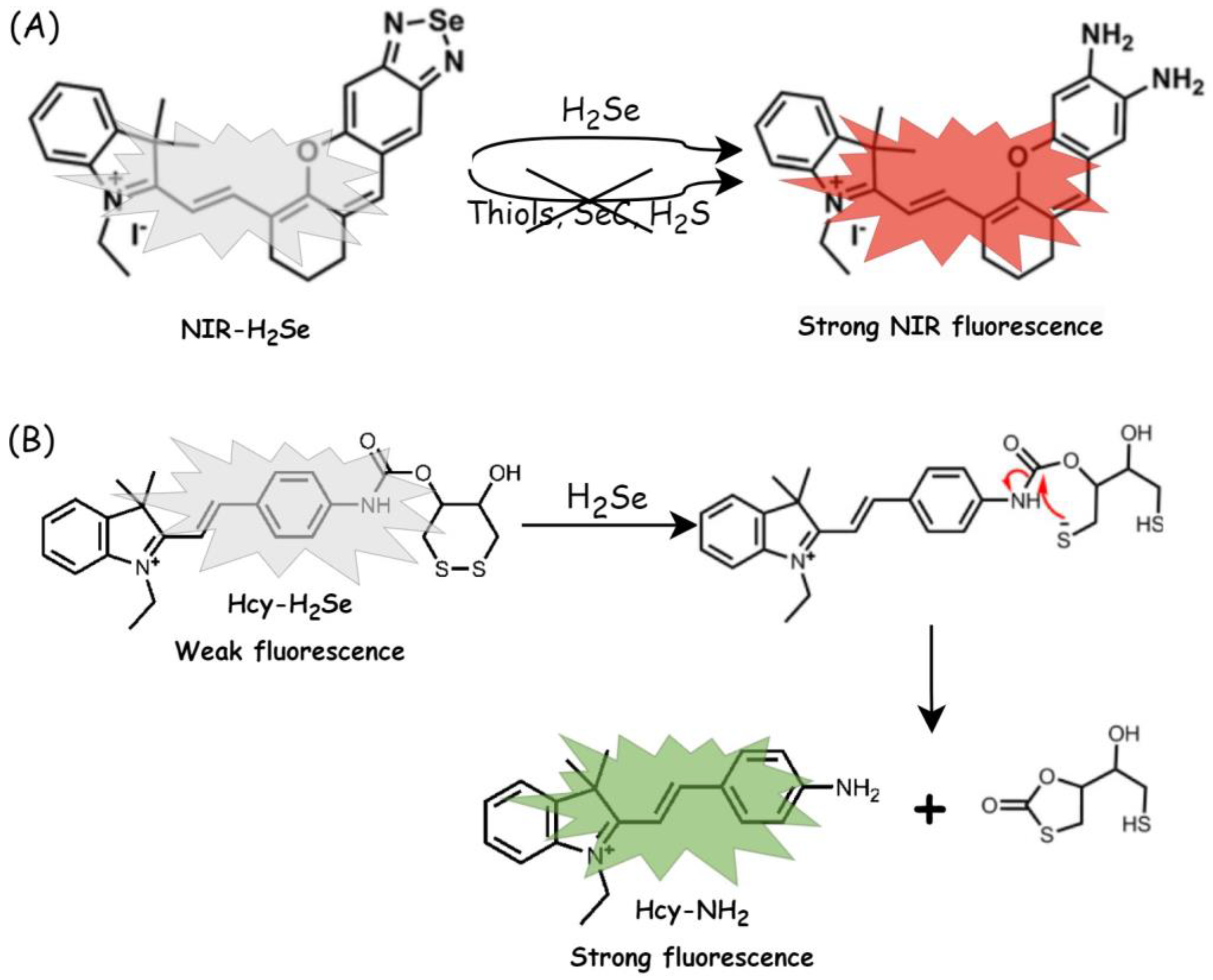 Biology 12 00875 g004 Biology 12 00875 g004