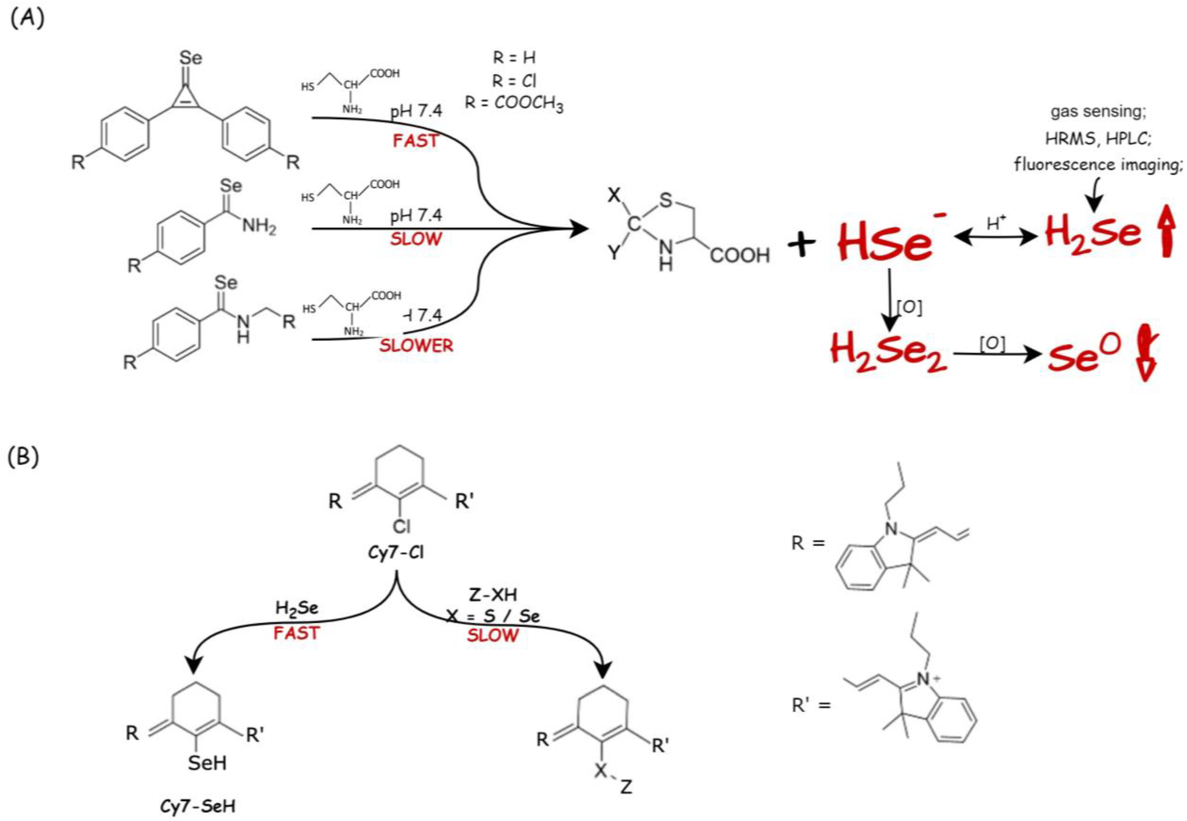 Biology 12 00875 g006 Biology 12 00875 g006