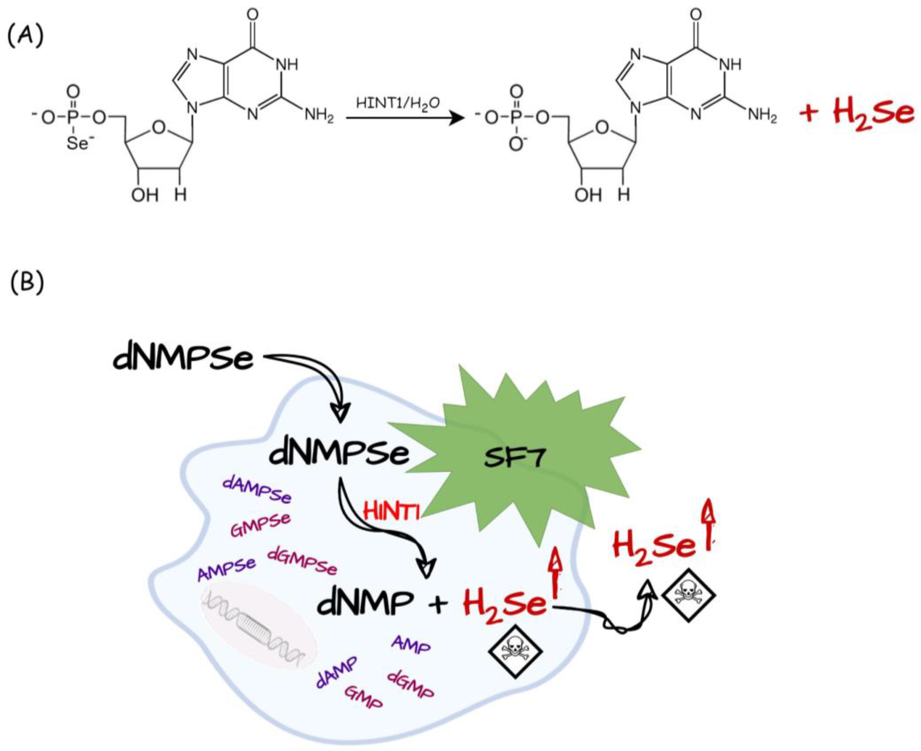 Biology 12 00875 g007 Biology 12 00875 g007