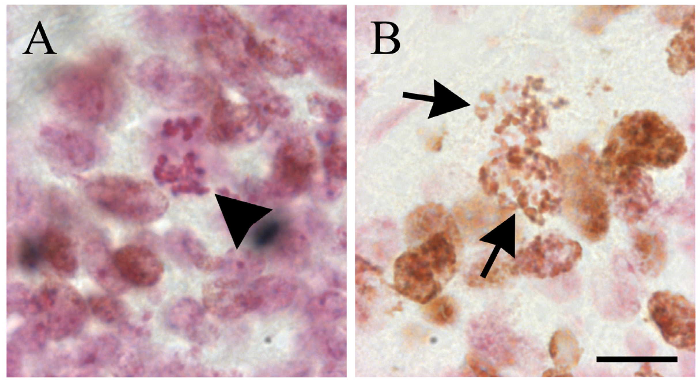 Biology 12 00885 g002