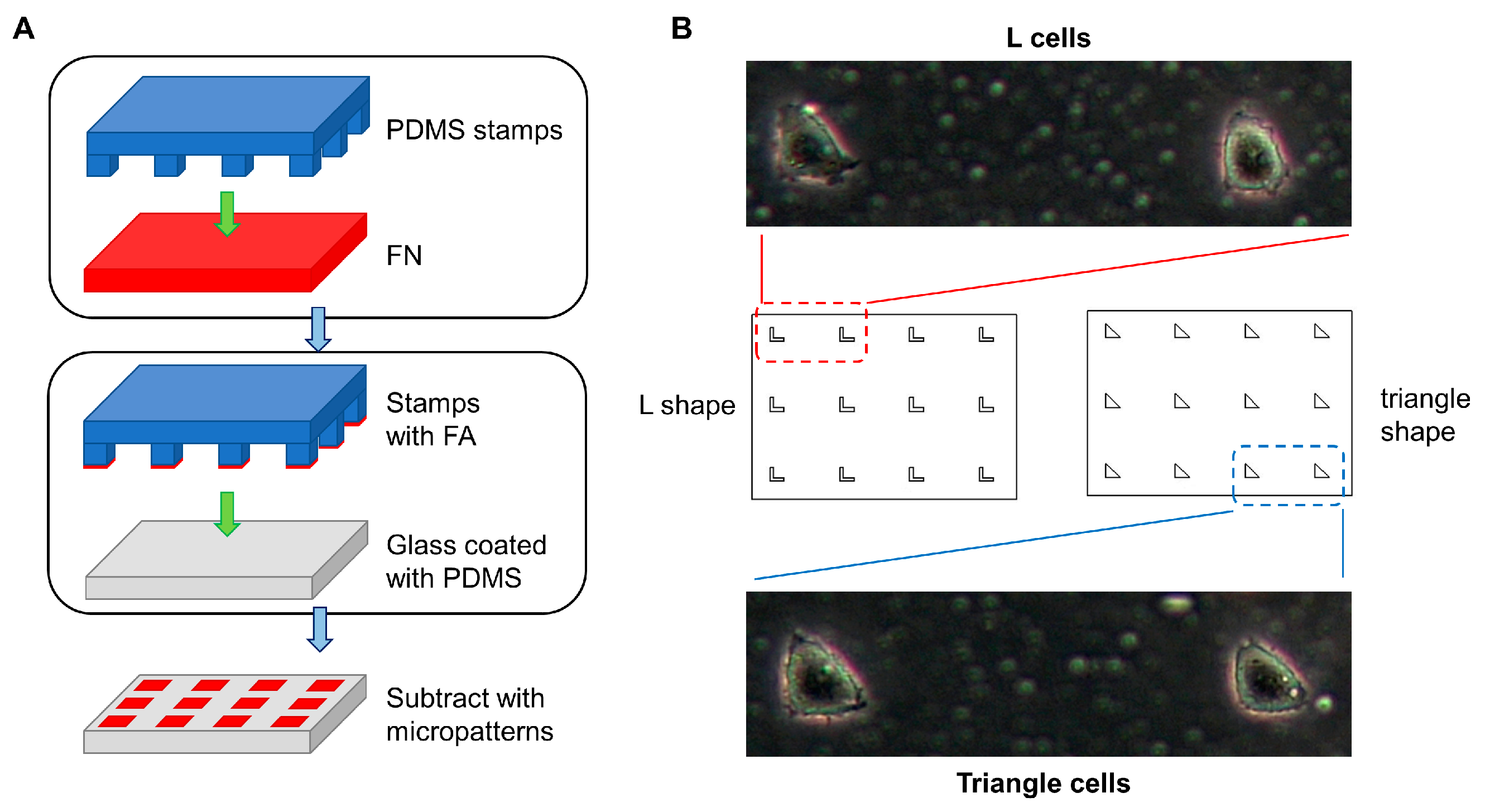 Biology 12 00889 g001 Biology 12 00889 g001