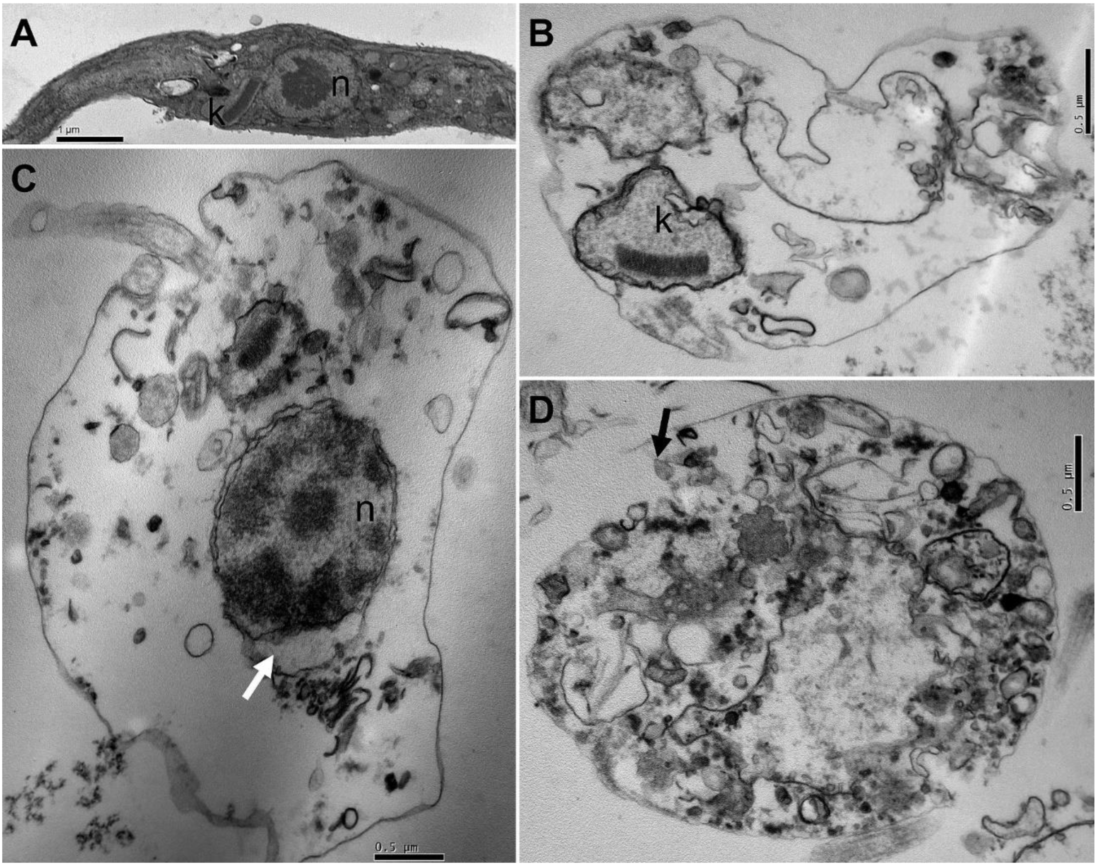Biology 12 00895 g004 Biology 12 00895 g004