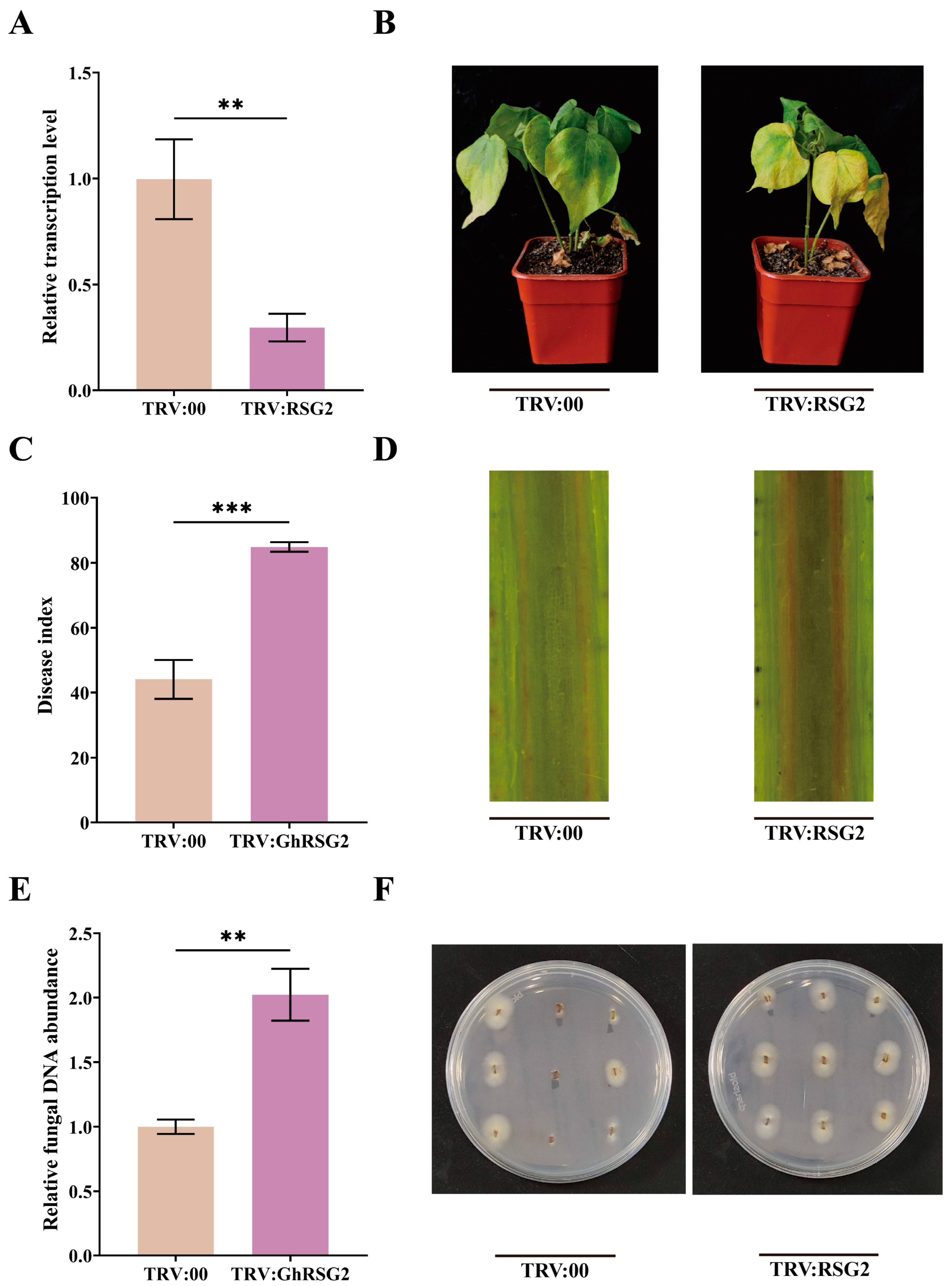Biology 12 00898 g004 Biology 12 00898 g004
