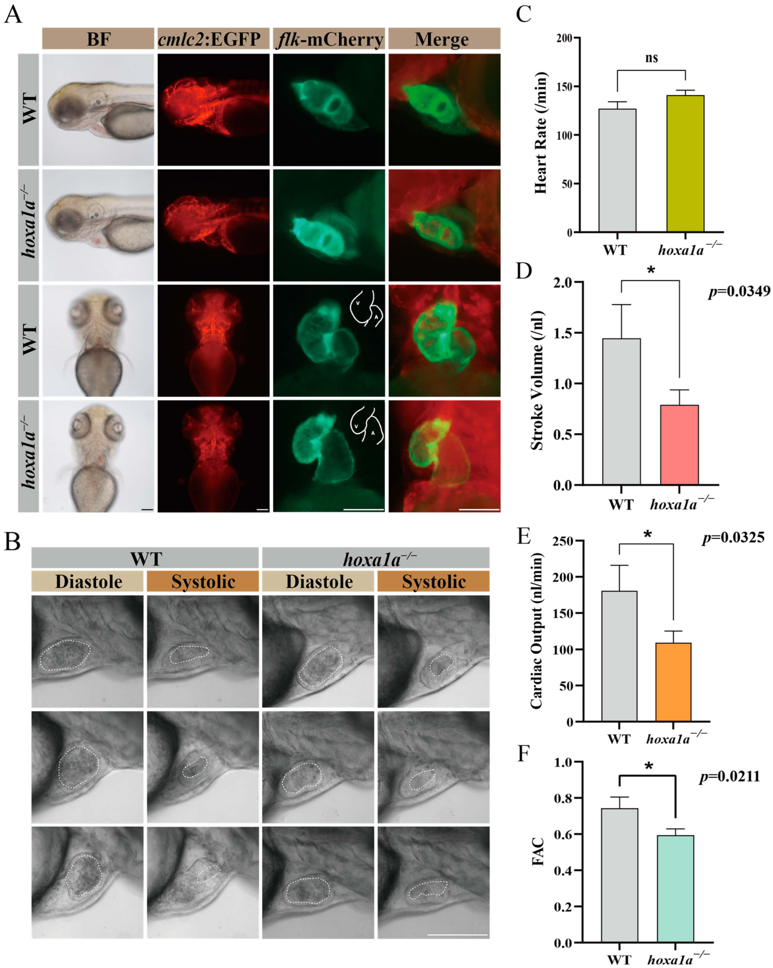 Biology 12 00899 g002 Biology 12 00899 g002
