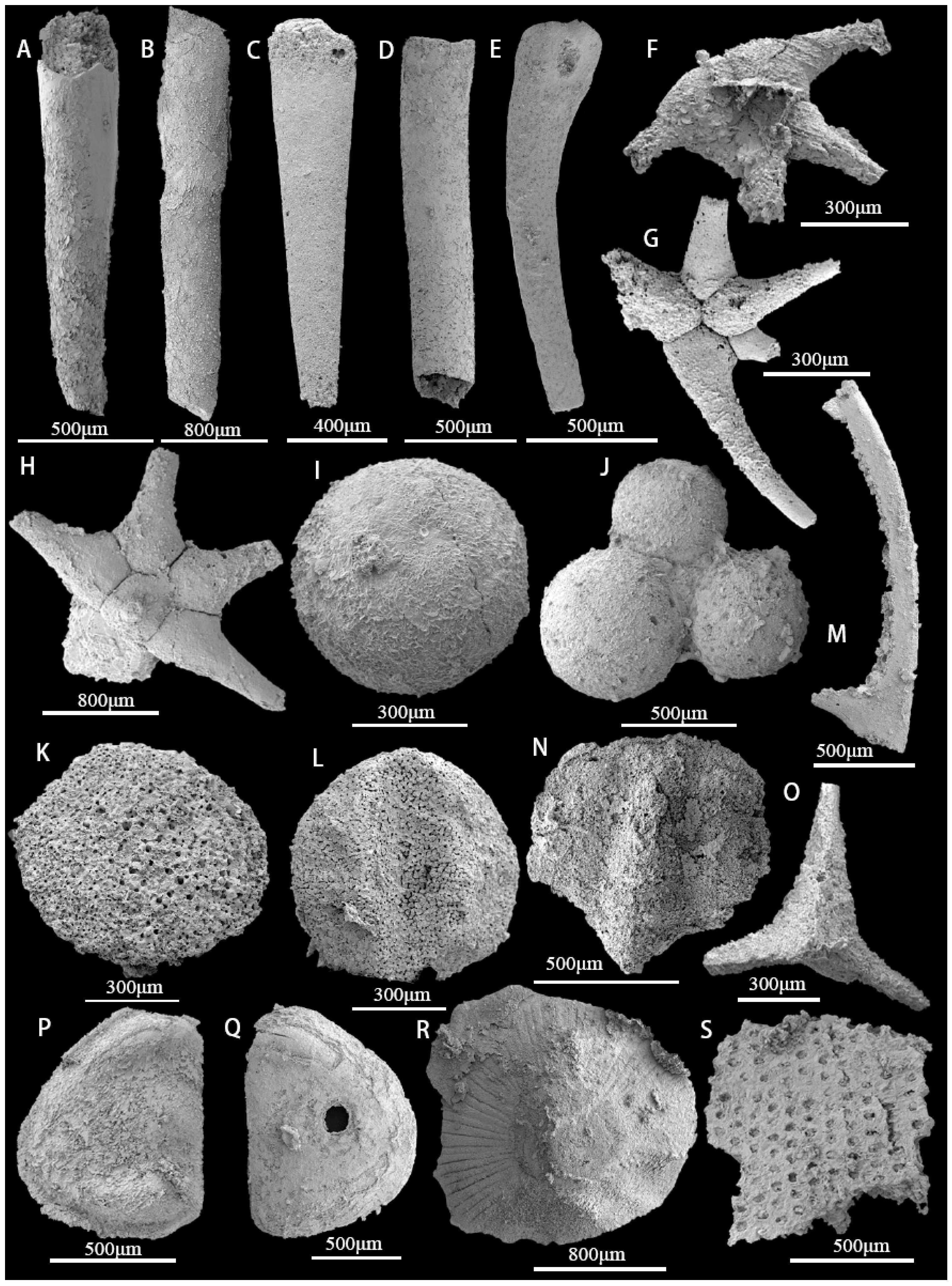 Biology 12 00902 g004 Biology 12 00902 g004
