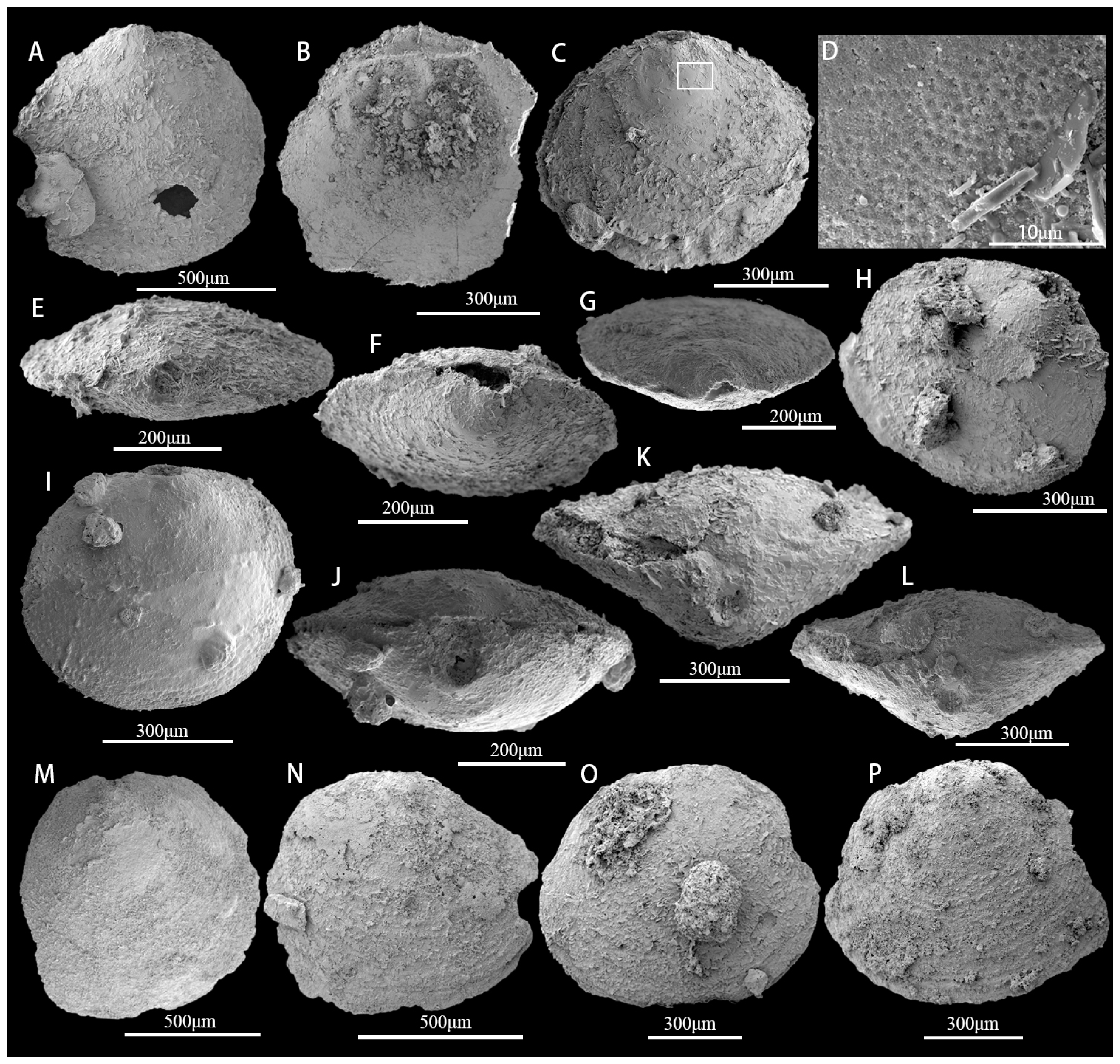 Biology 12 00902 g005 Biology 12 00902 g005