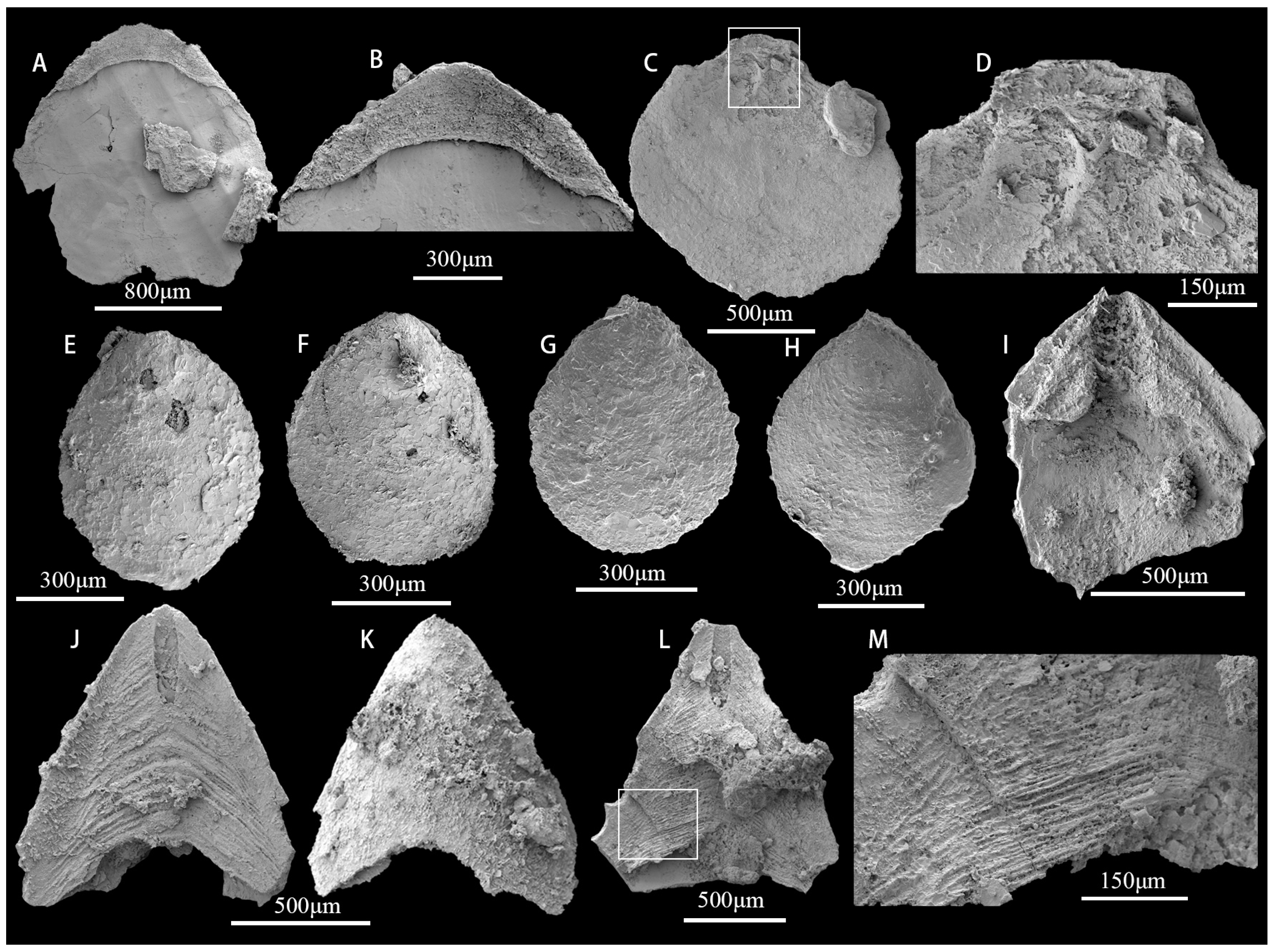 Biology 12 00902 g006 Biology 12 00902 g006