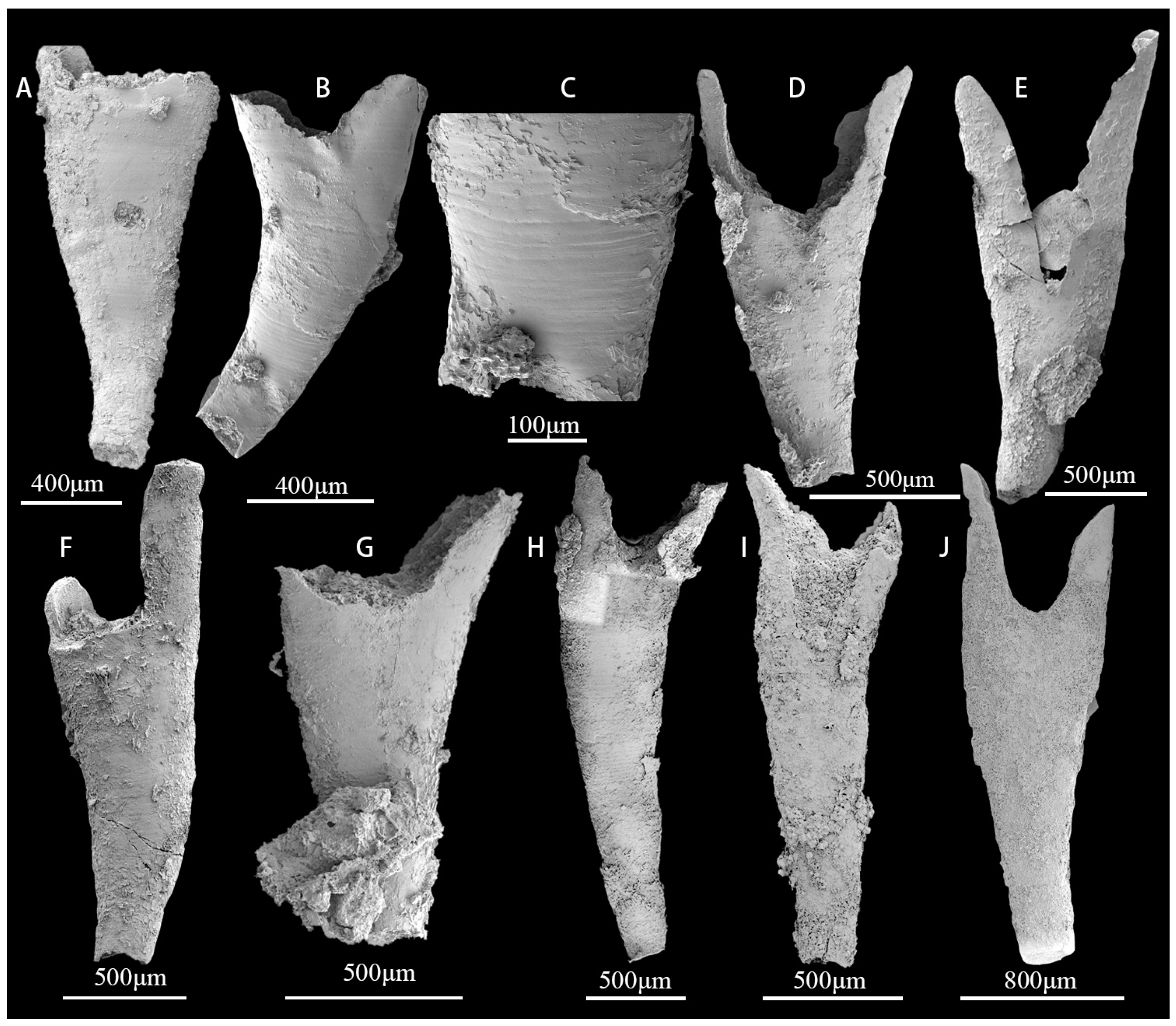 Biology 12 00902 g007 Biology 12 00902 g007