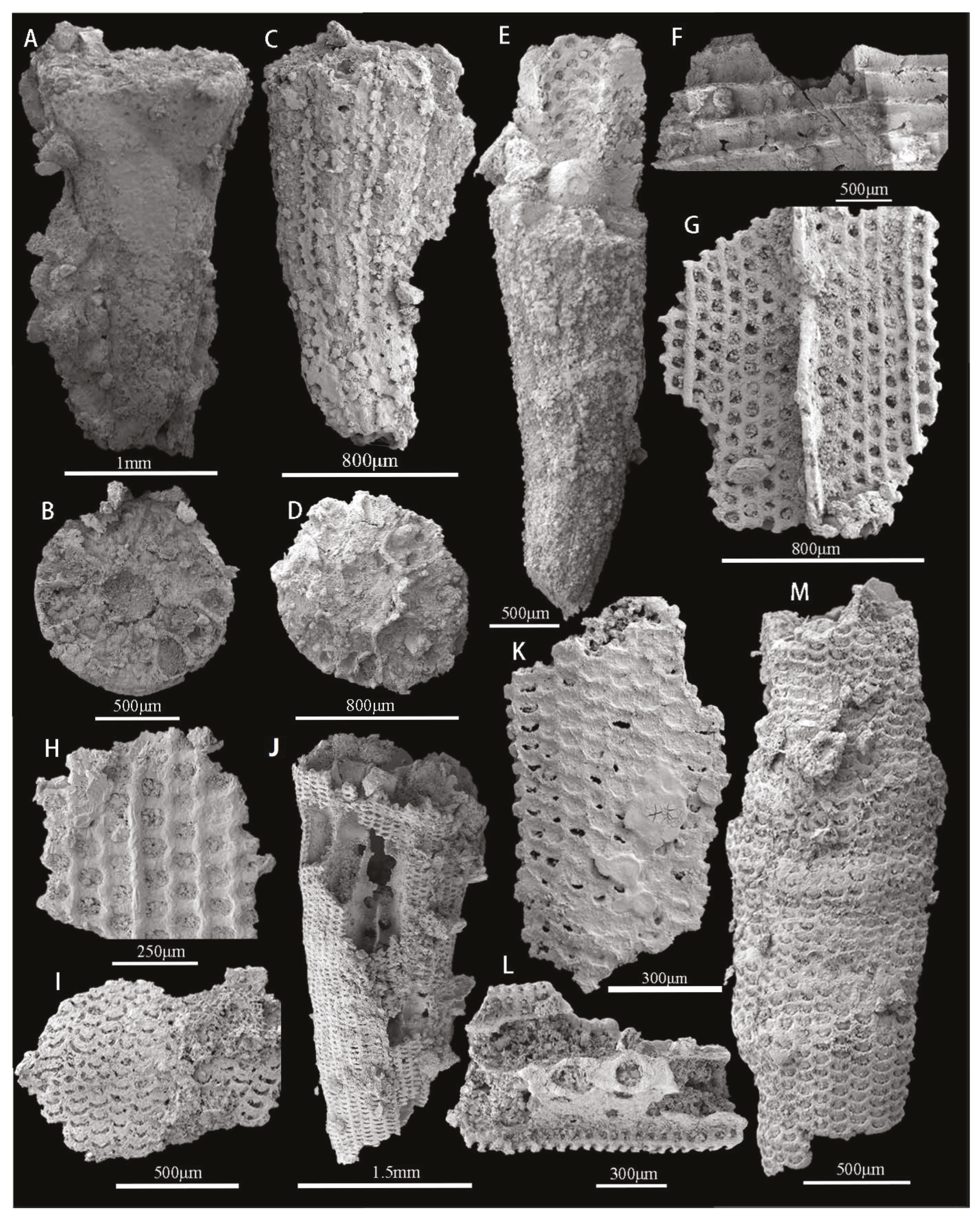 Biology 12 00902 g008 Biology 12 00902 g008
