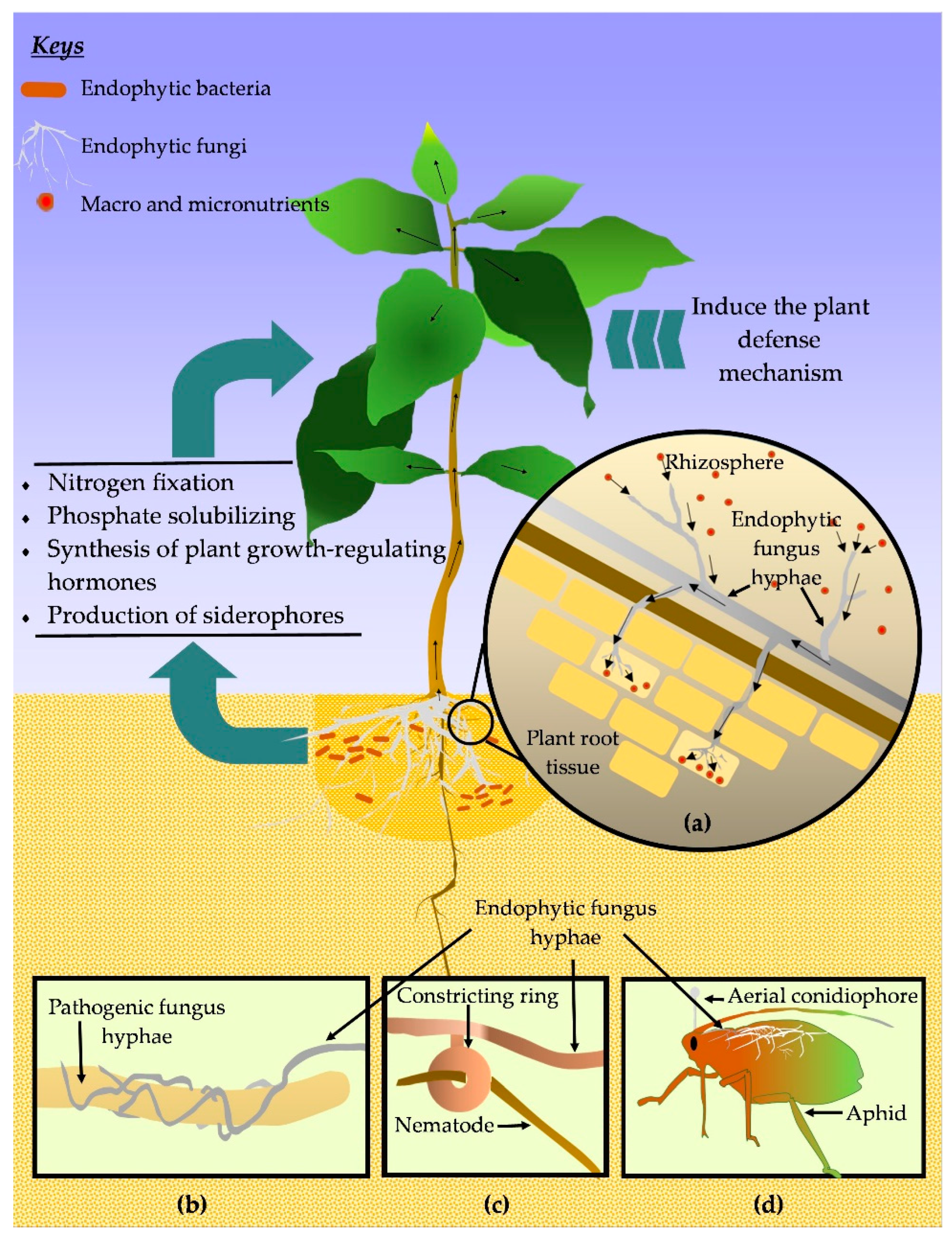 Biology 12 00911 g003