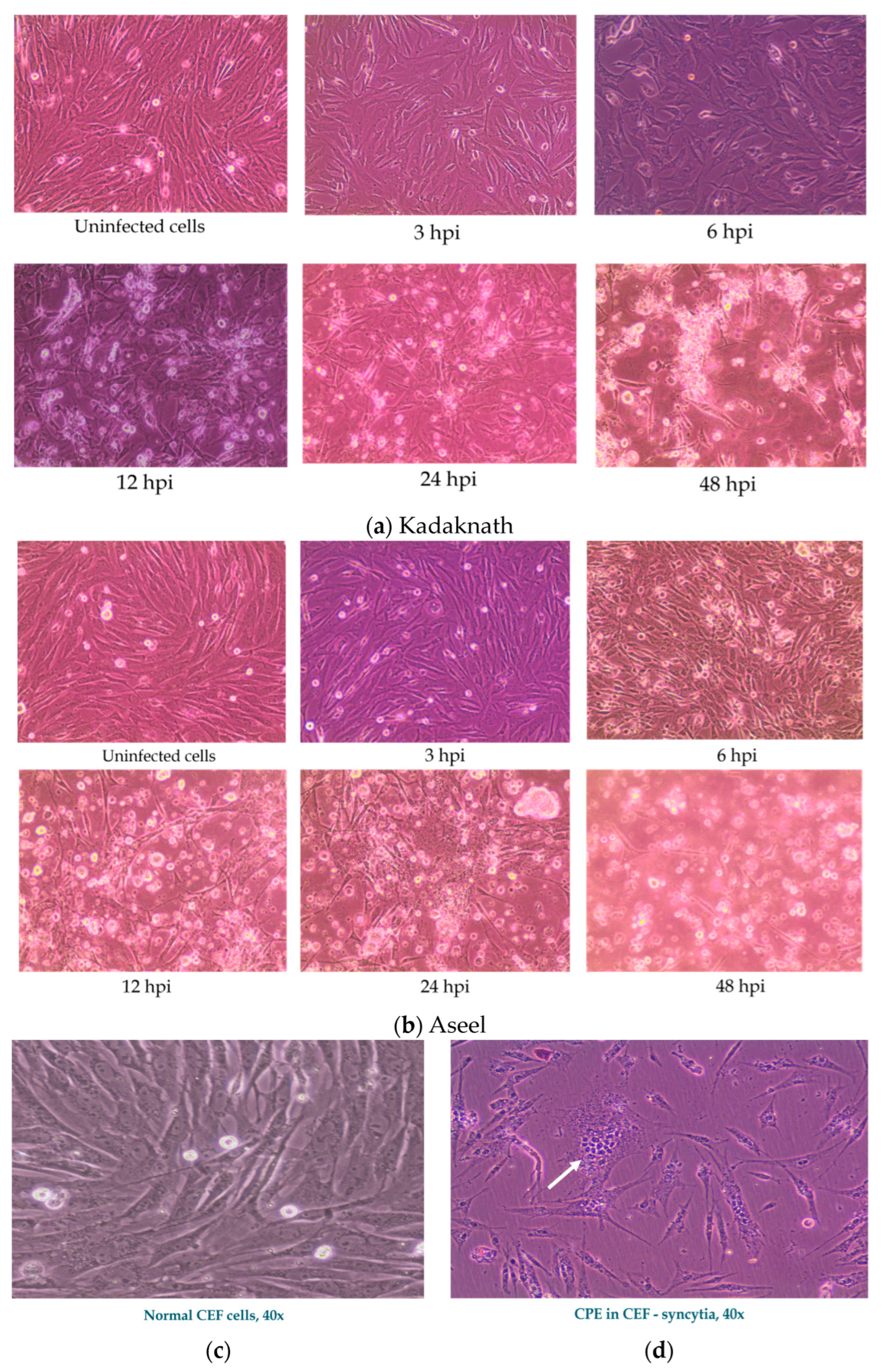 Biology 12 00919 g002 Biology 12 00919 g002
