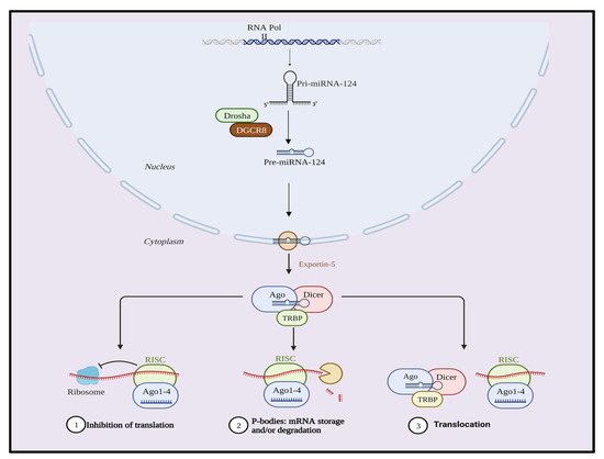 MicroRNA (miR)-124: A Promising Therapeutic Gateway for Oncology
