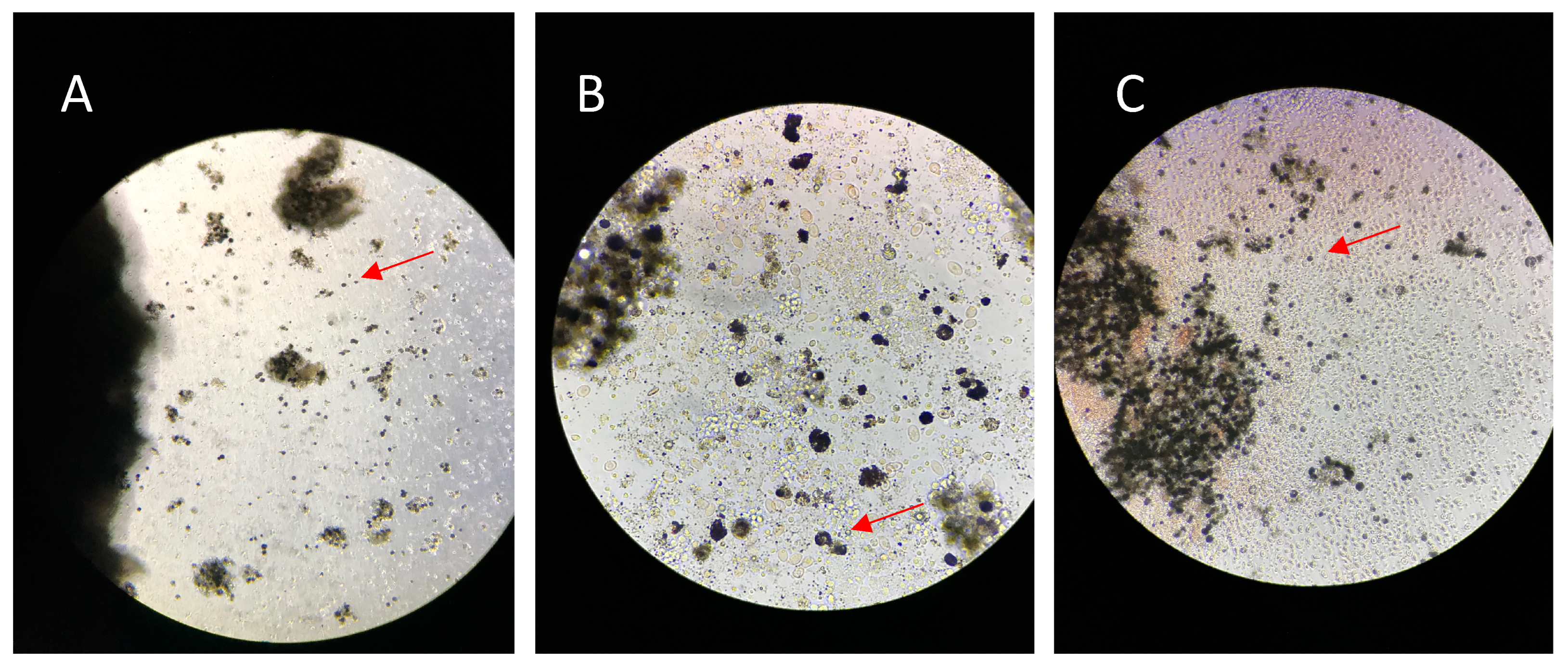 Biology 12 00924 g001