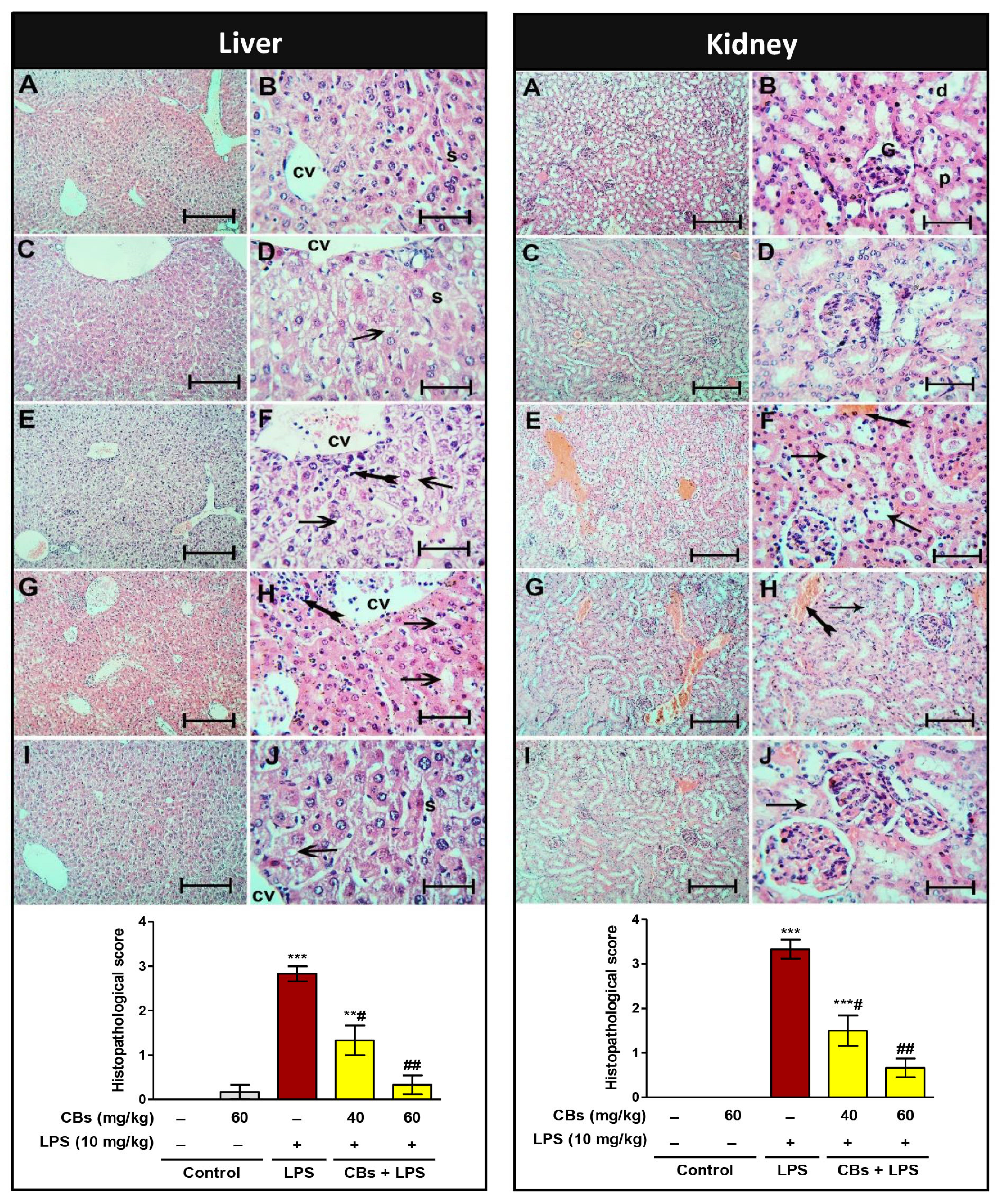 Biology 12 00938 g003 Biology 12 00938 g003