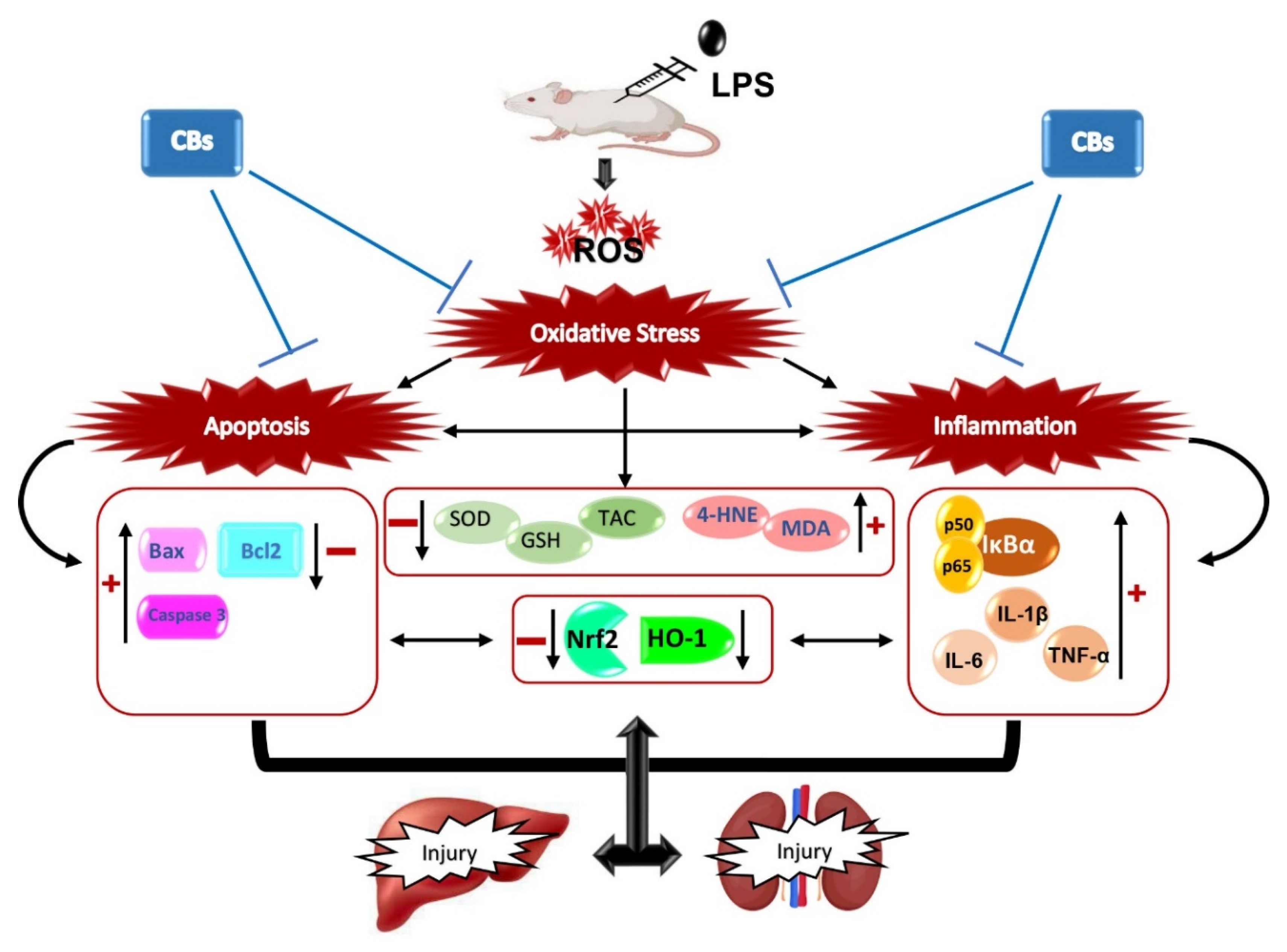 Biology 12 00938 g008 Biology 12 00938 g008
