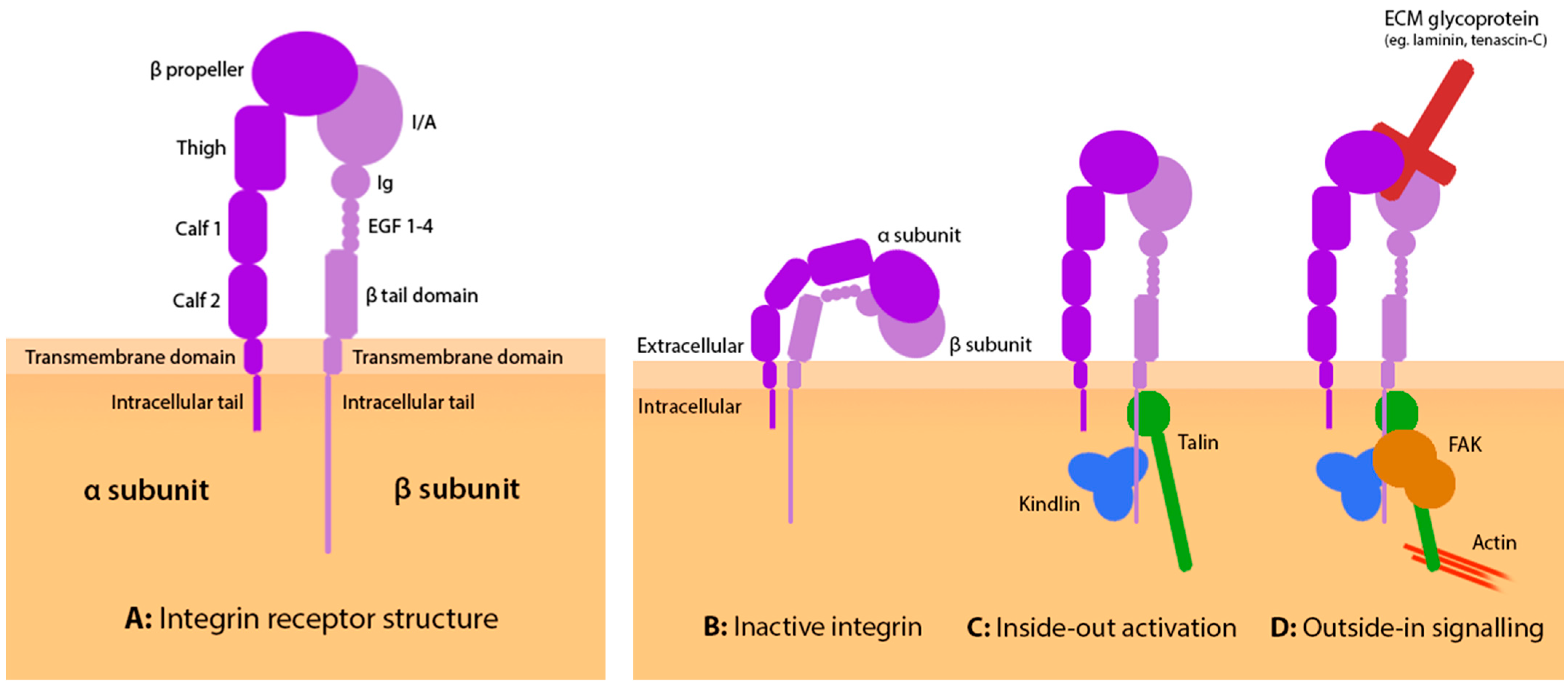 Biology 12 00954 g002