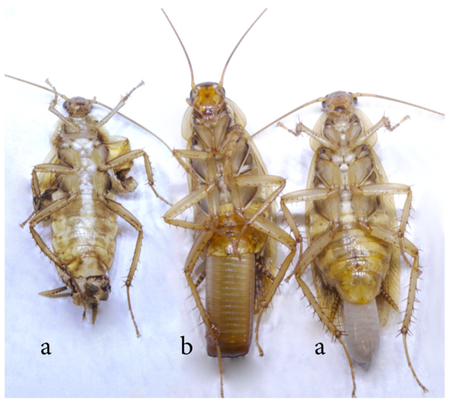 Biology 12 00955 g008 Biology 12 00955 g008