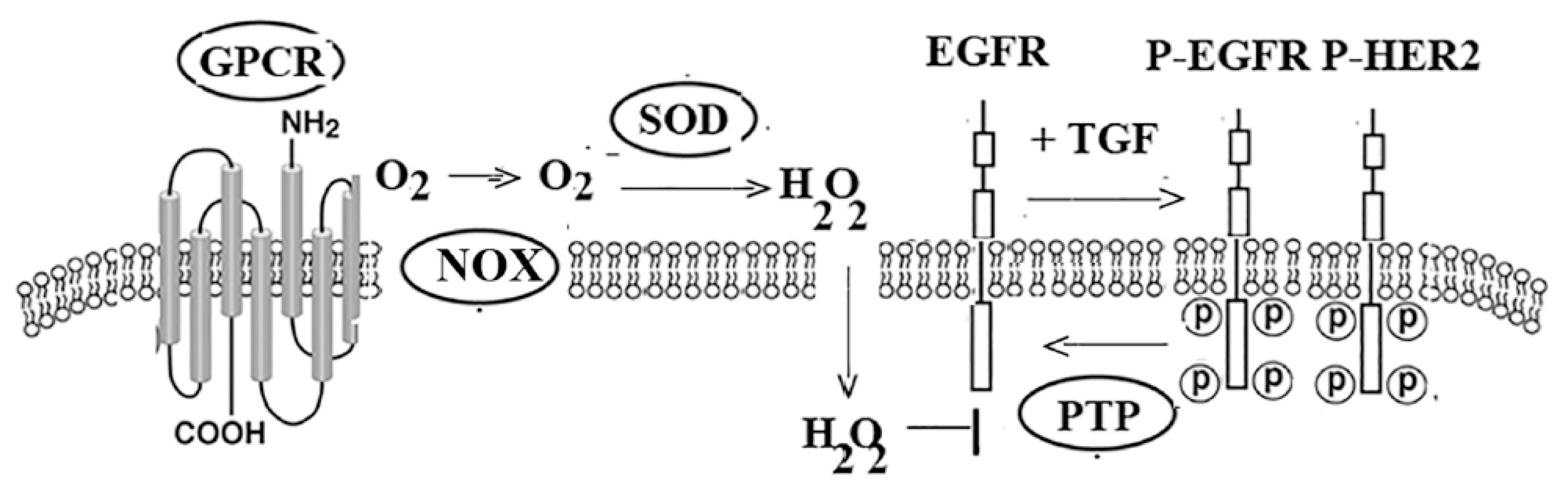 Biology 12 00957 g004