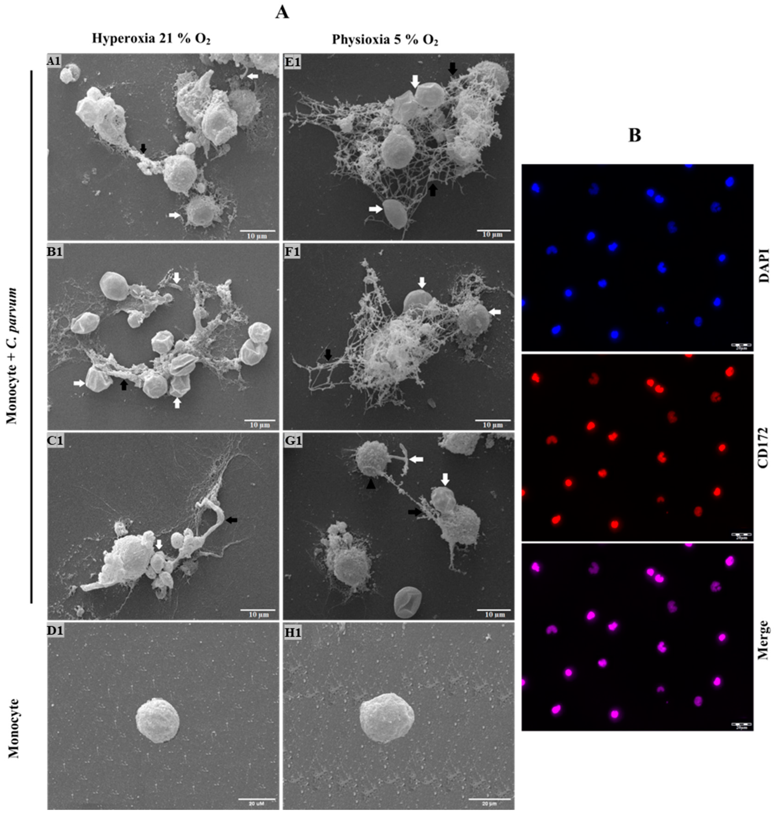 Biology 12 00961 g001 Biology 12 00961 g001