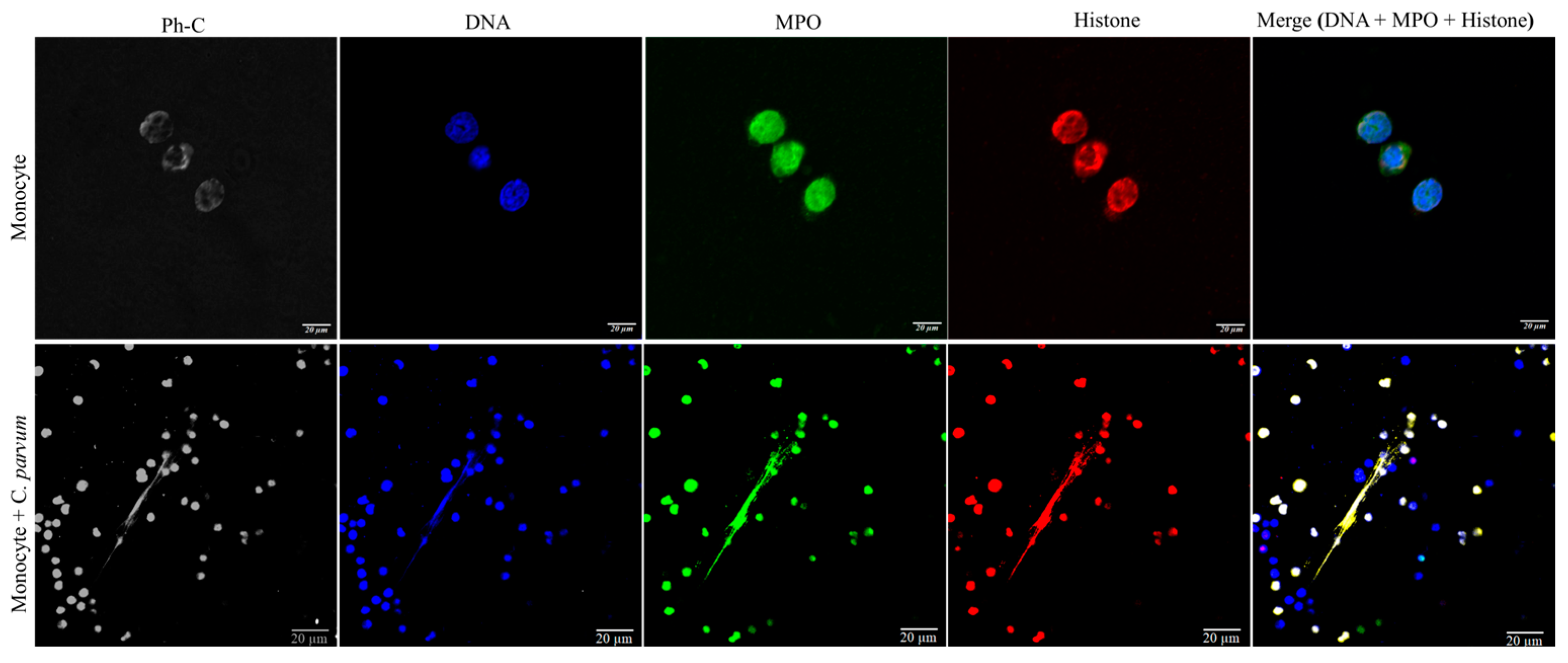 Biology 12 00961 g003 Biology 12 00961 g003