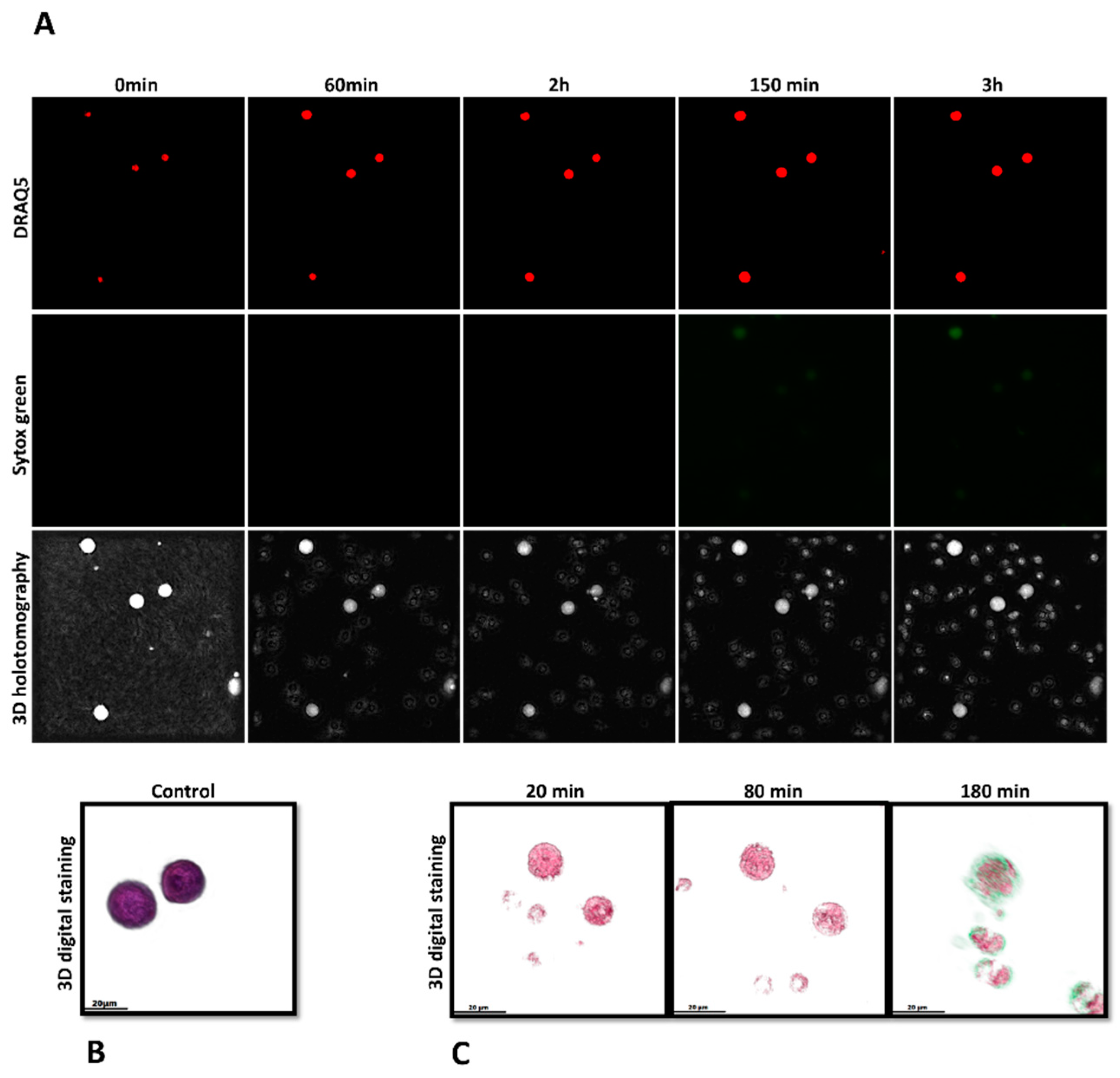Biology 12 00961 g004 Biology 12 00961 g004