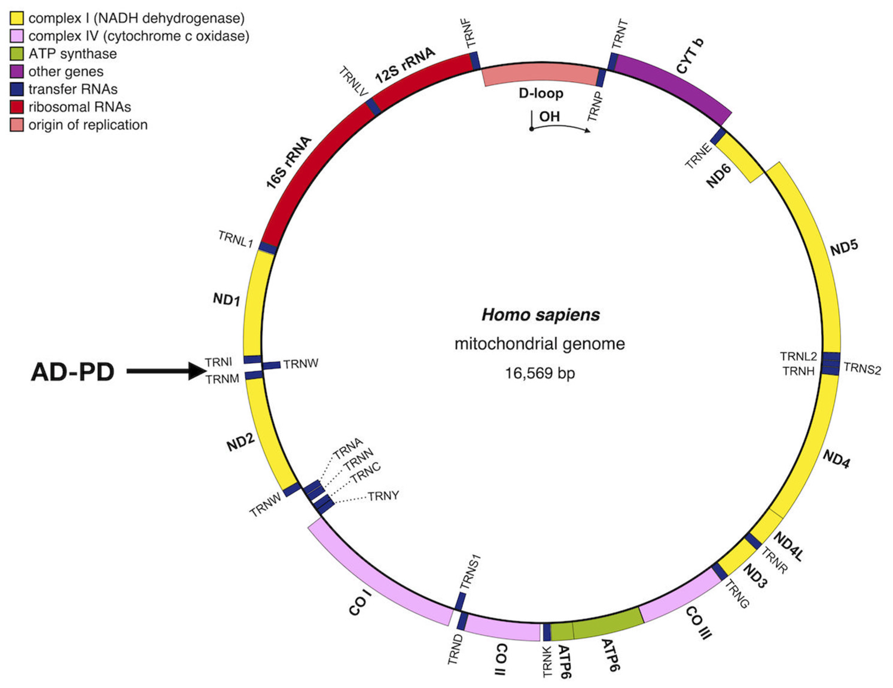 Biology 12 00972 g002 Biology 12 00972 g002