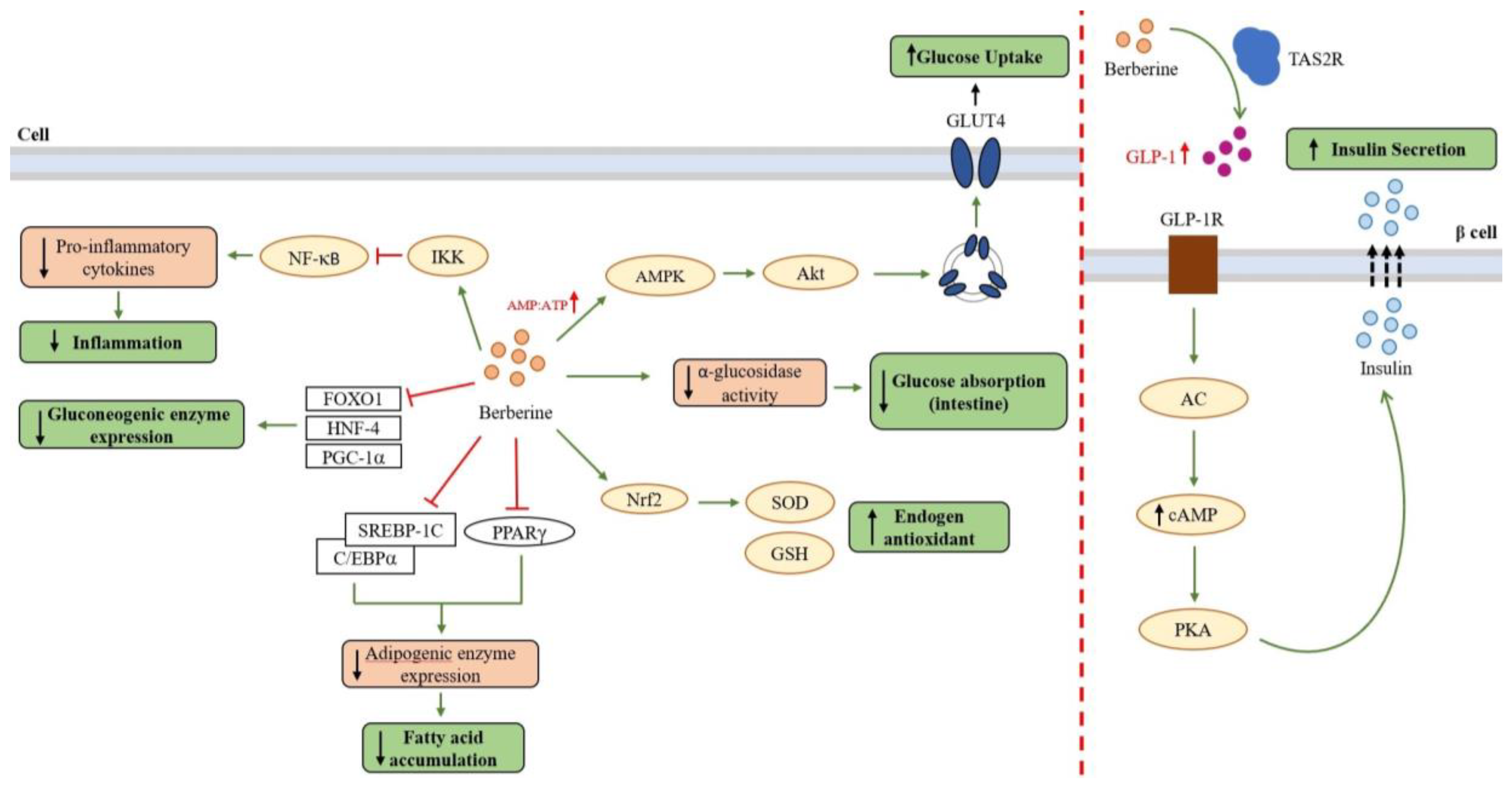 Berberine and Its Study as an Antidiabetic Compound