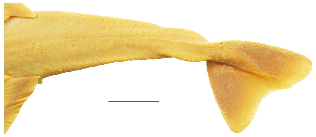 Biology 12 00975 g005