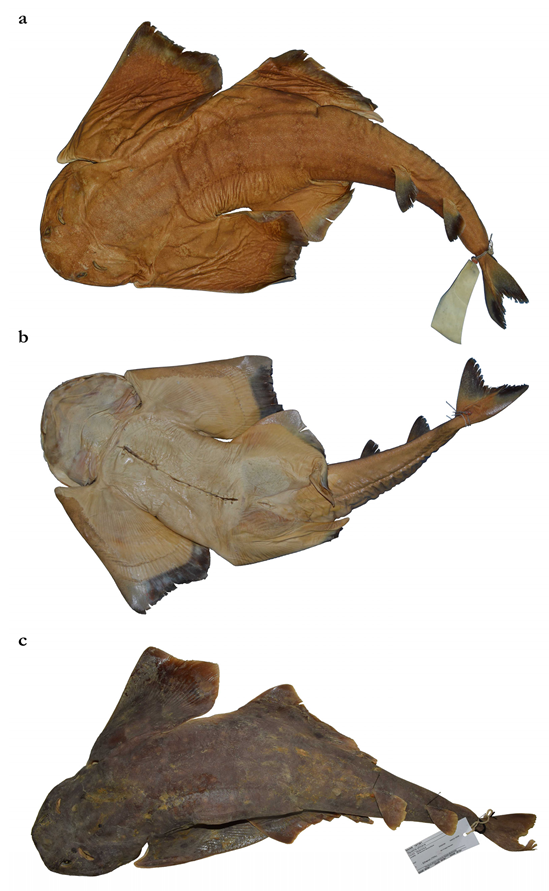 Biology 12 00975 g011
