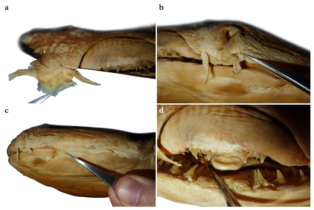 Biology 12 00975 g013