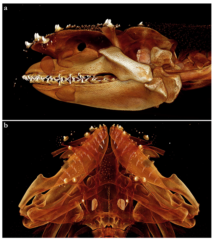 Biology 12 00975 g019