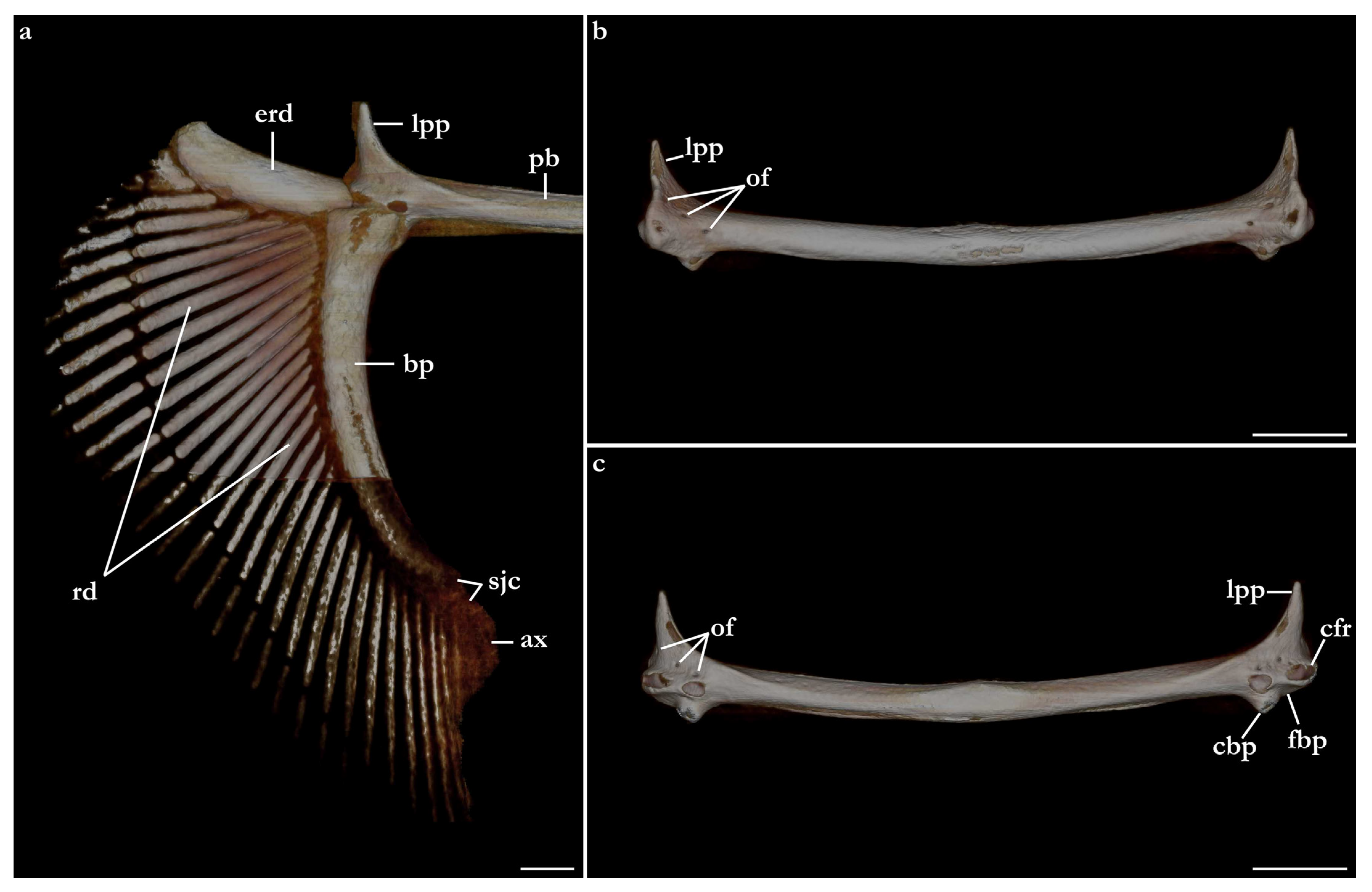 Biology 12 00975 g032