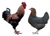 Biology 12 00979 i006 Biology 12 00979 i006