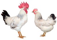 Biology 12 00979 i007 Biology 12 00979 i007