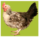 Biology 12 00979 i008 Biology 12 00979 i008