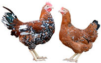 Biology 12 00979 i010 Biology 12 00979 i010