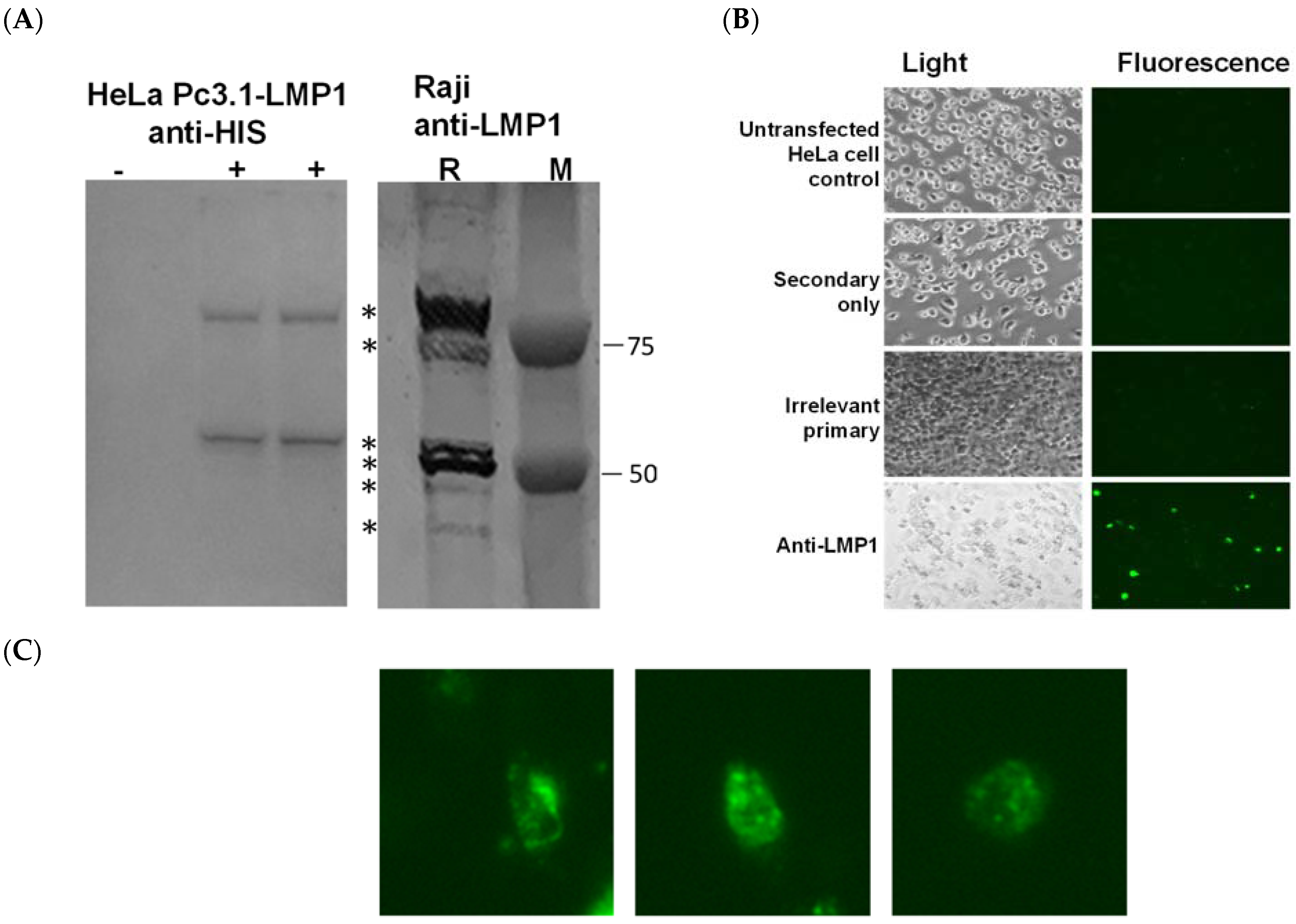 Biology 12 00983 g001