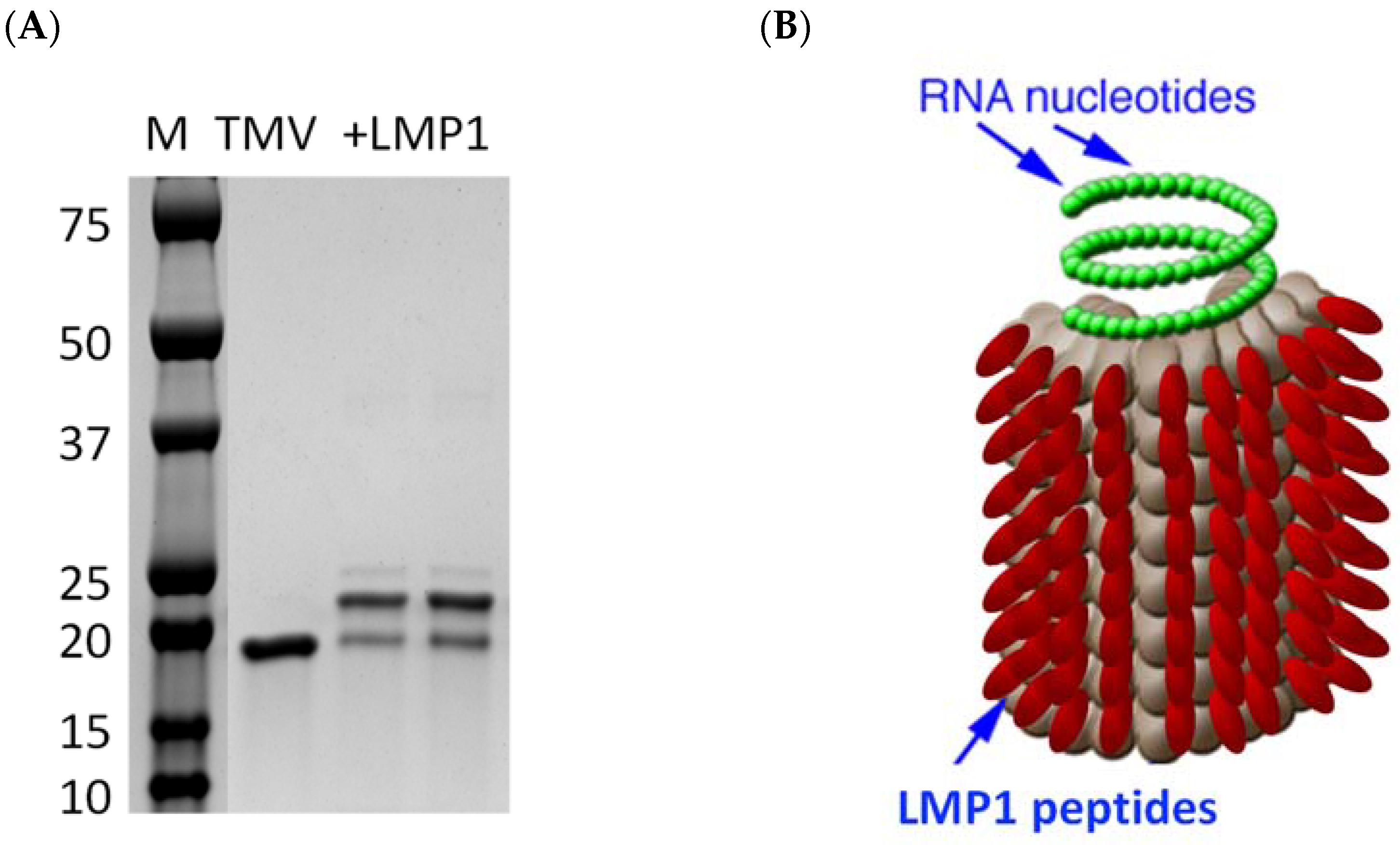 Biology 12 00983 g004